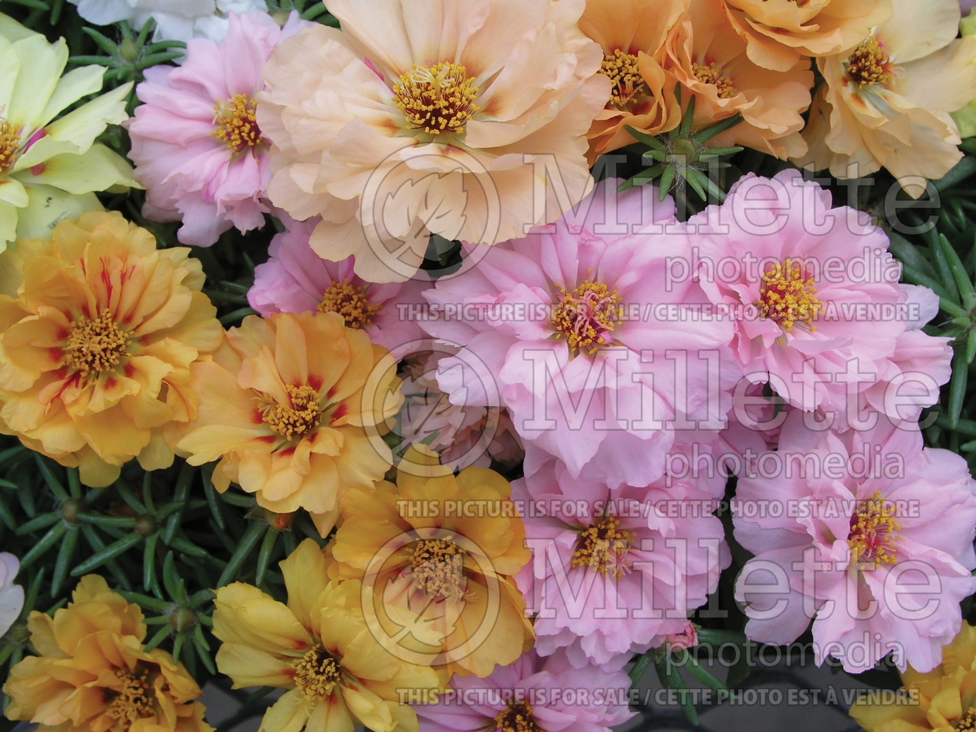 Portulaca Mix (Portulaca - pourpier) 2
