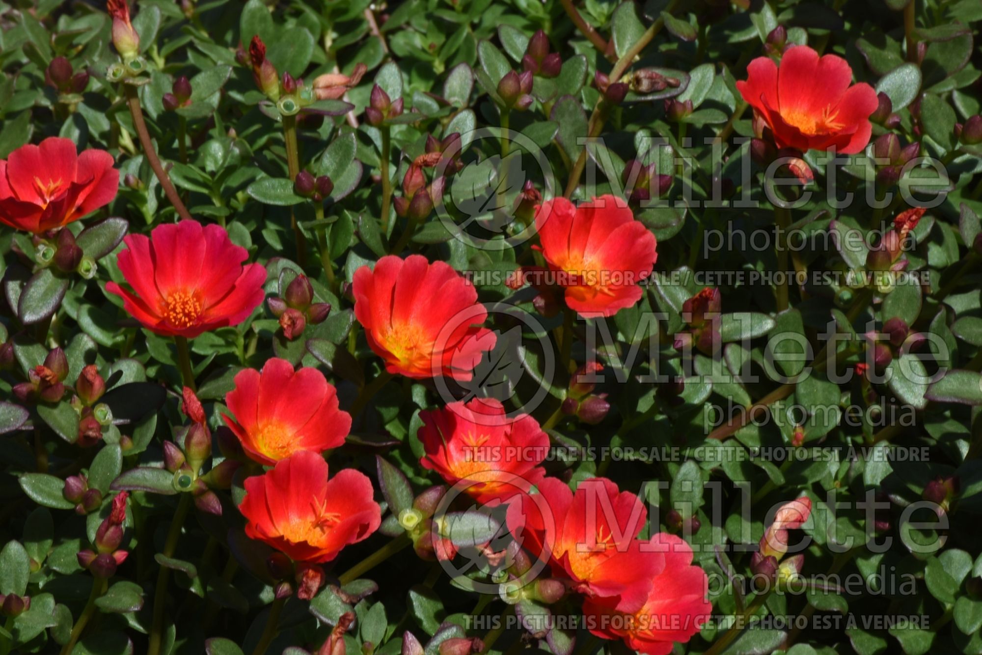 Portulaca Mojave Red Improved (Moss Rose) 1
