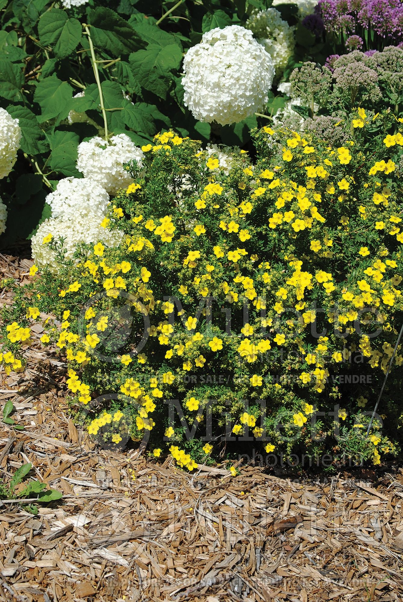 Potentilla Dakota Sunspot aka Fargo (Cinquefoil) 3