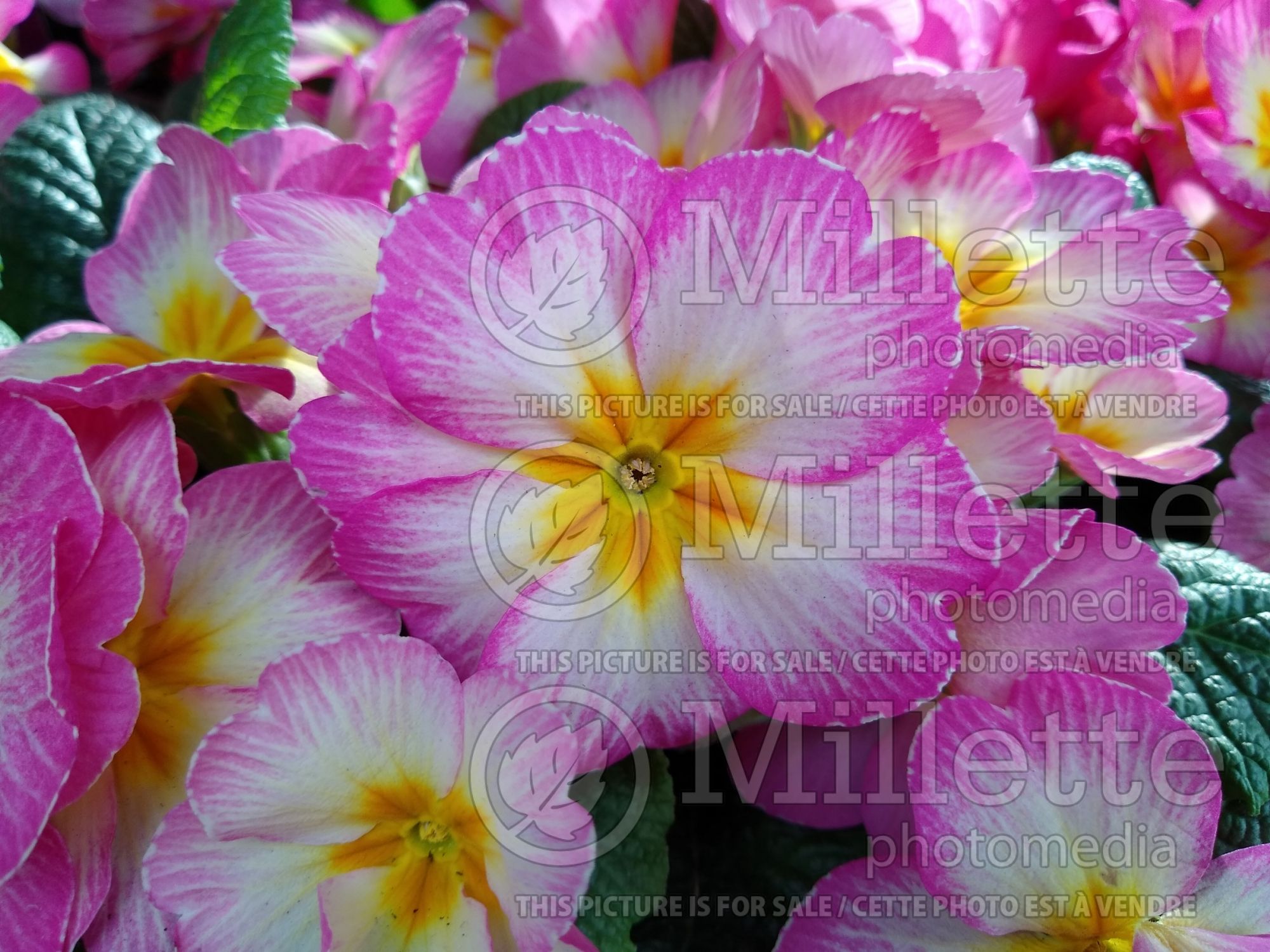 Primula Lipstick (Primrose) 2