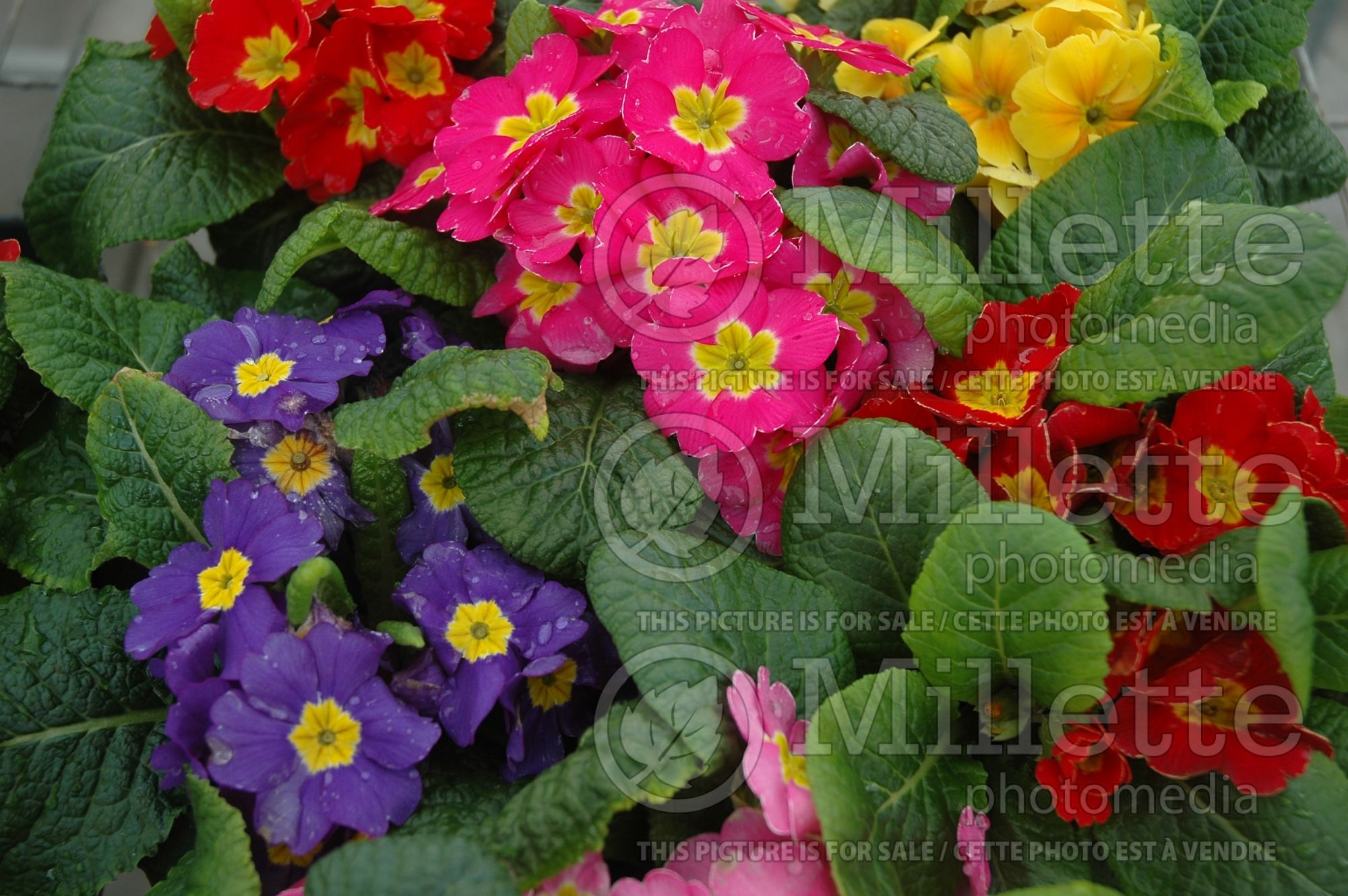 Primula Pageant Mix (Primrose - Primevère) 1