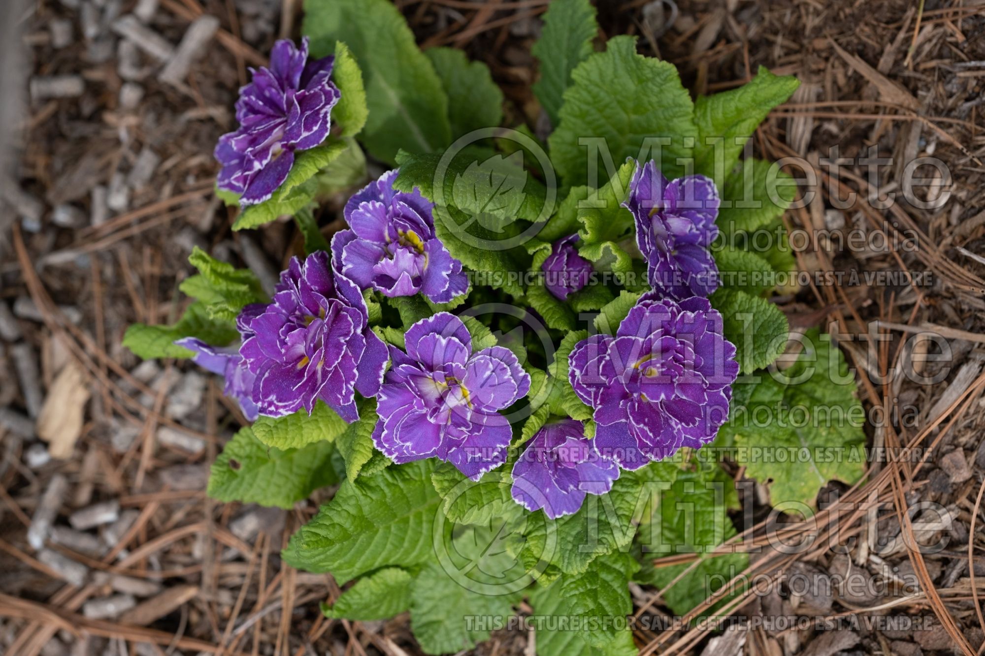Primula Belarina Amethyst Ice (Primrose) 3