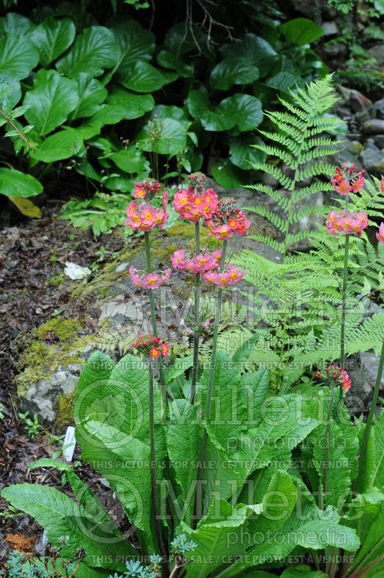 Primula bullesiana (primrose) 1