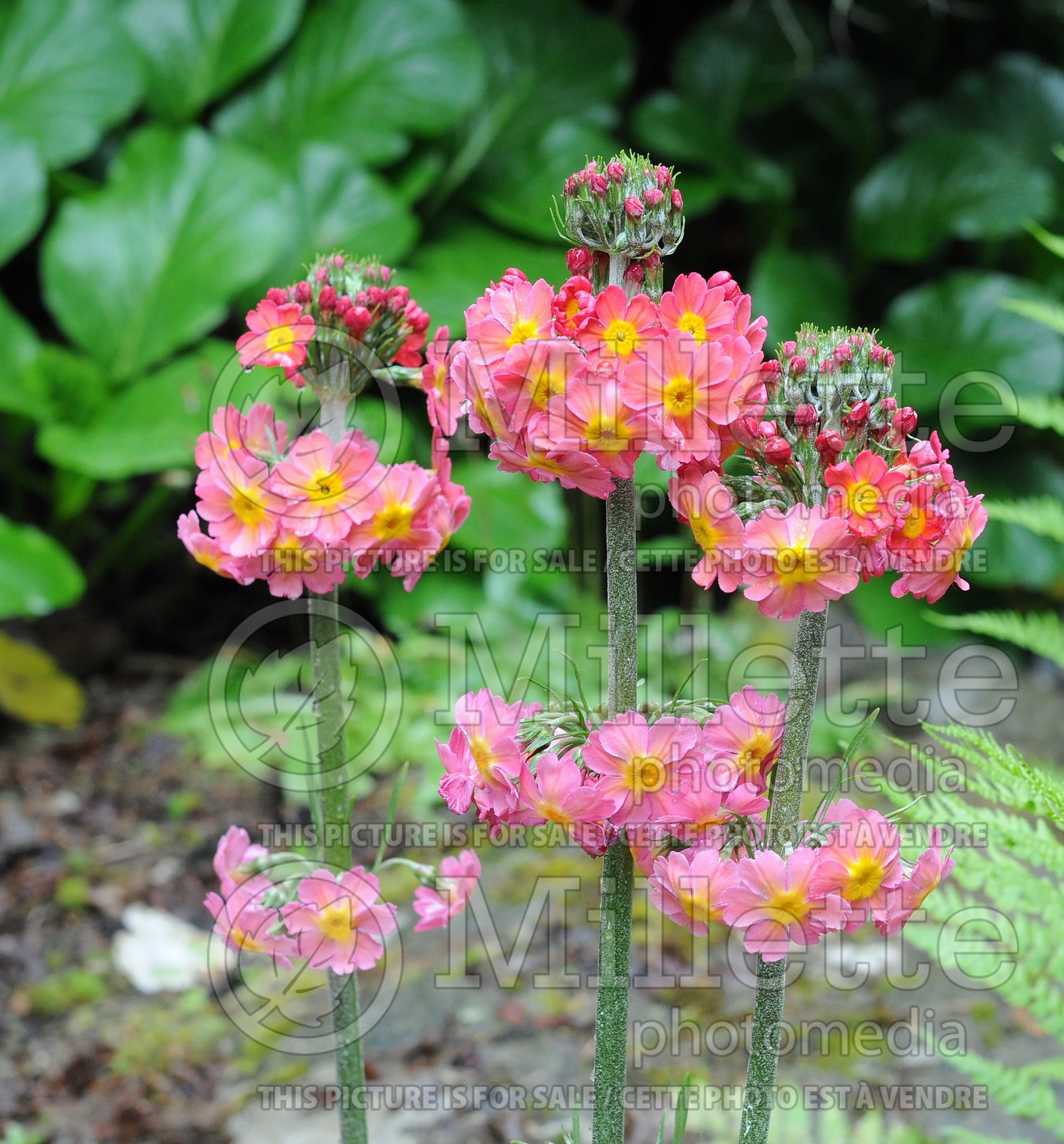 Primula bullesiana (primrose) 2