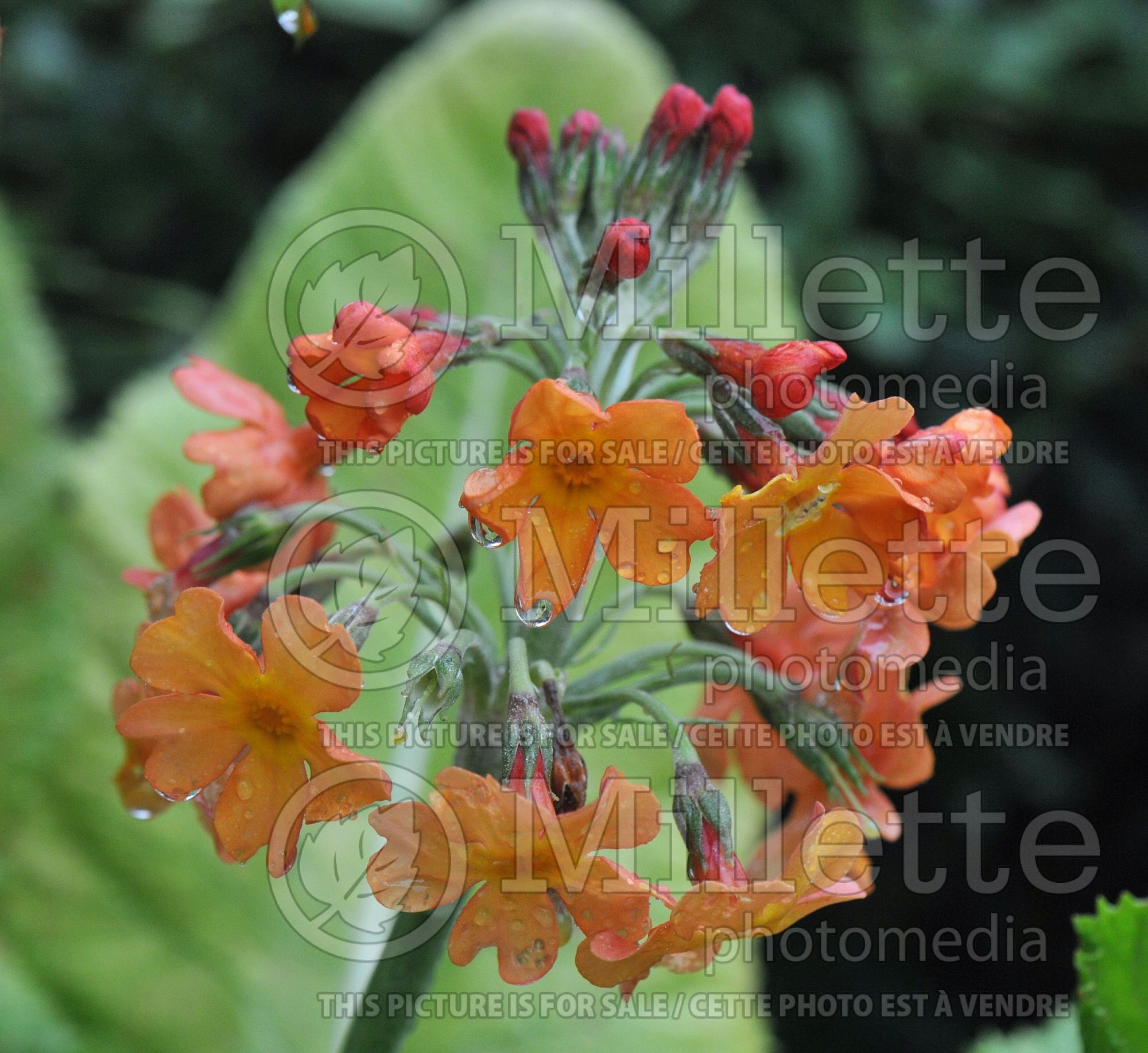 Primula bullesiana (primrose) 3