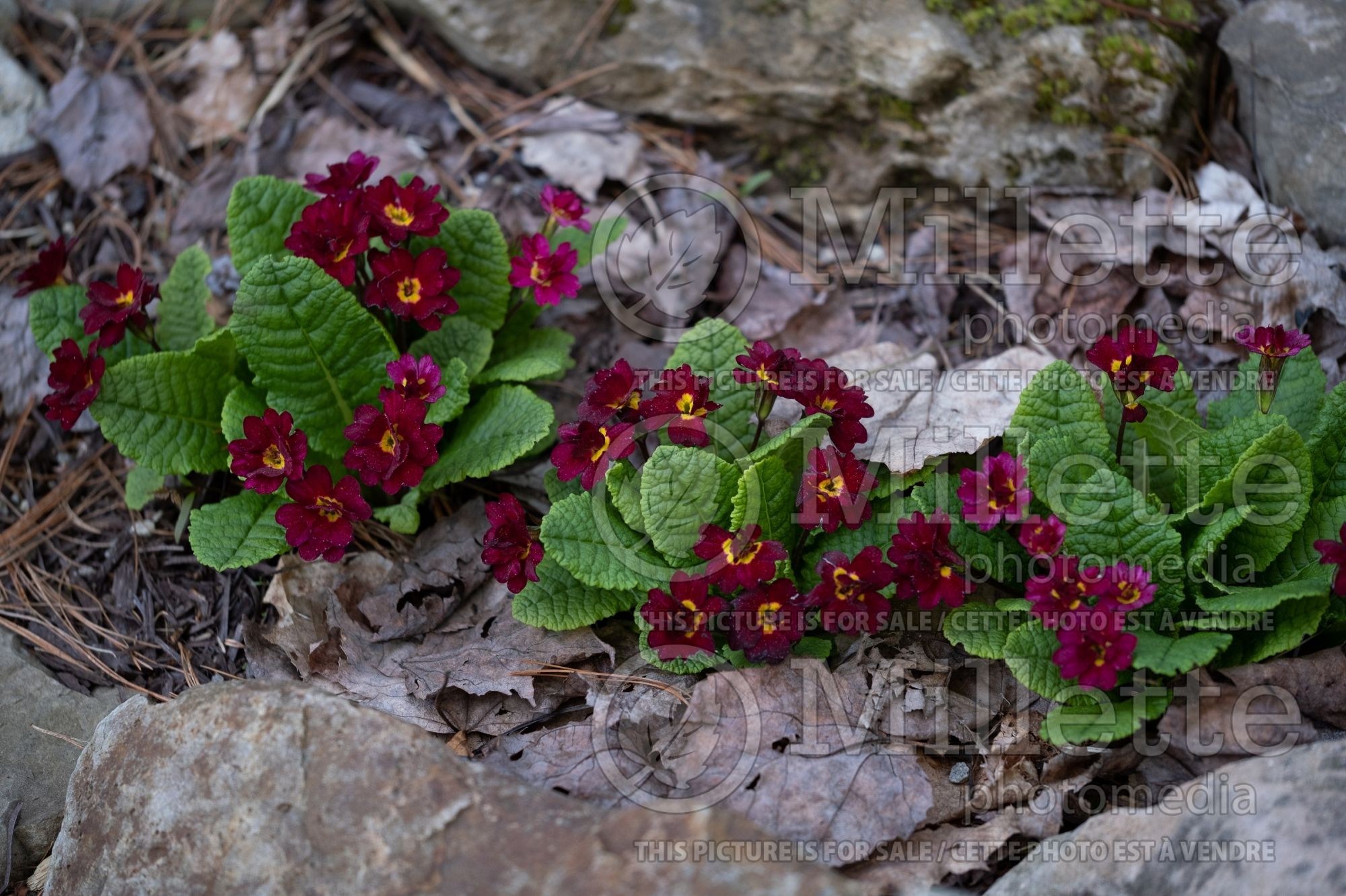 Primula Caporal Baxter (Primrose) 1