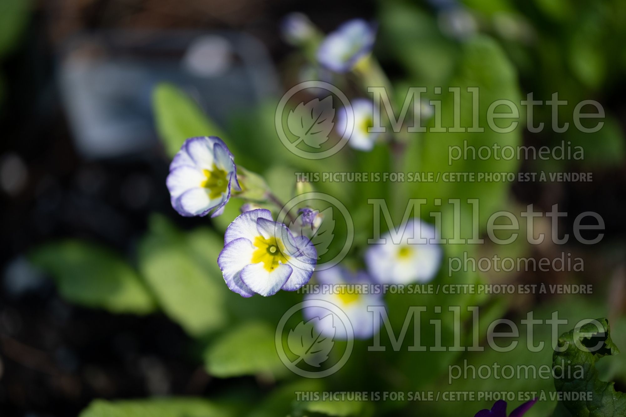 Primula Paris 90 (Primrose) 2