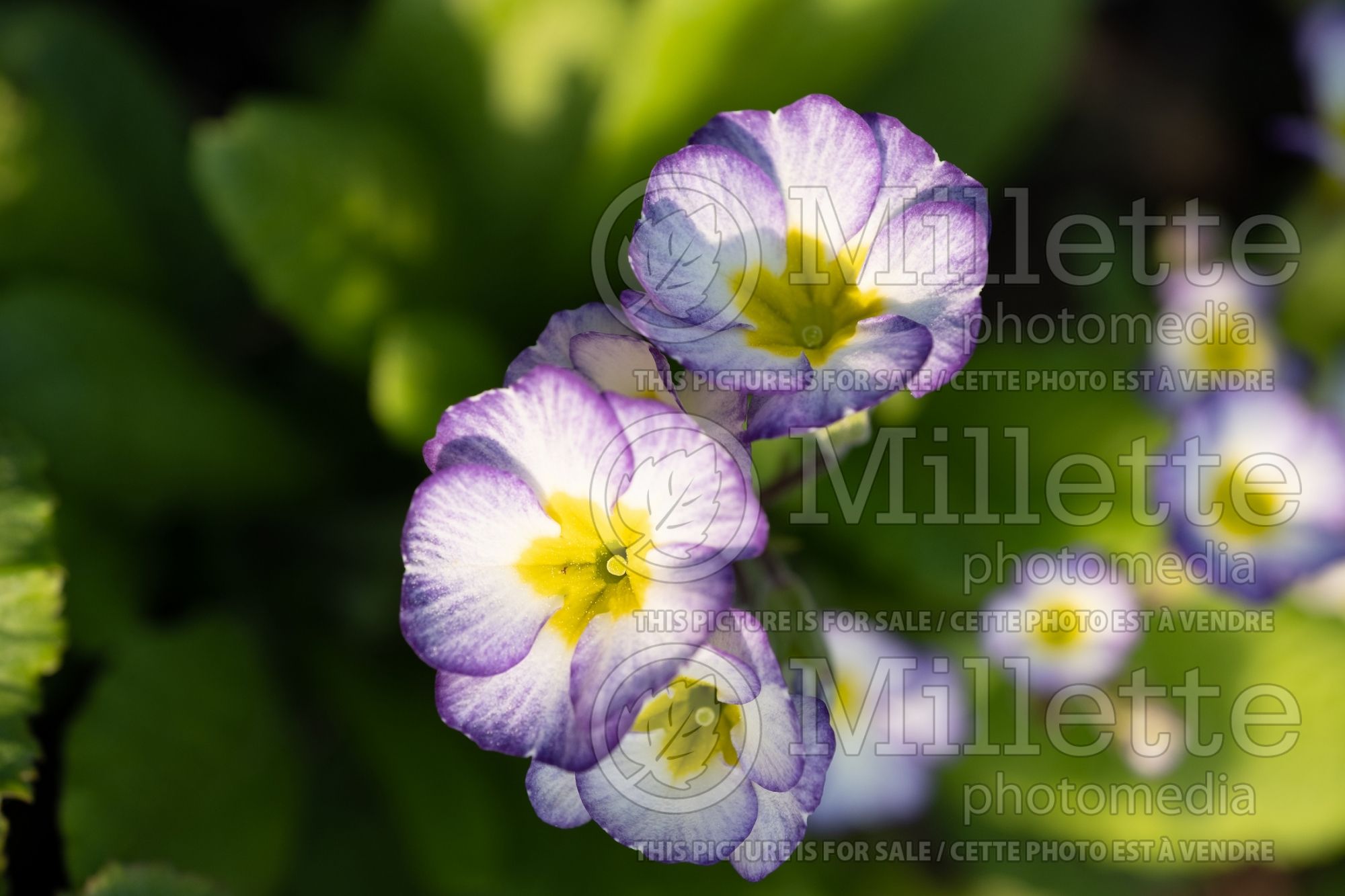 Primula Paris 90 (Primrose) 3