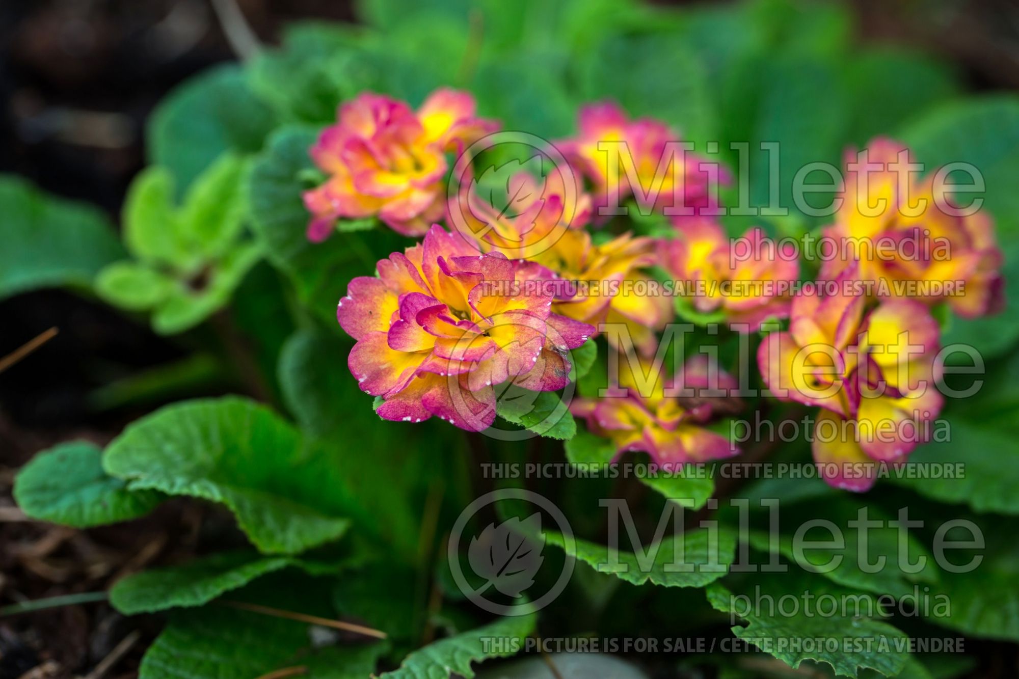 Primula Belarina Nectarine (Primrose) 15