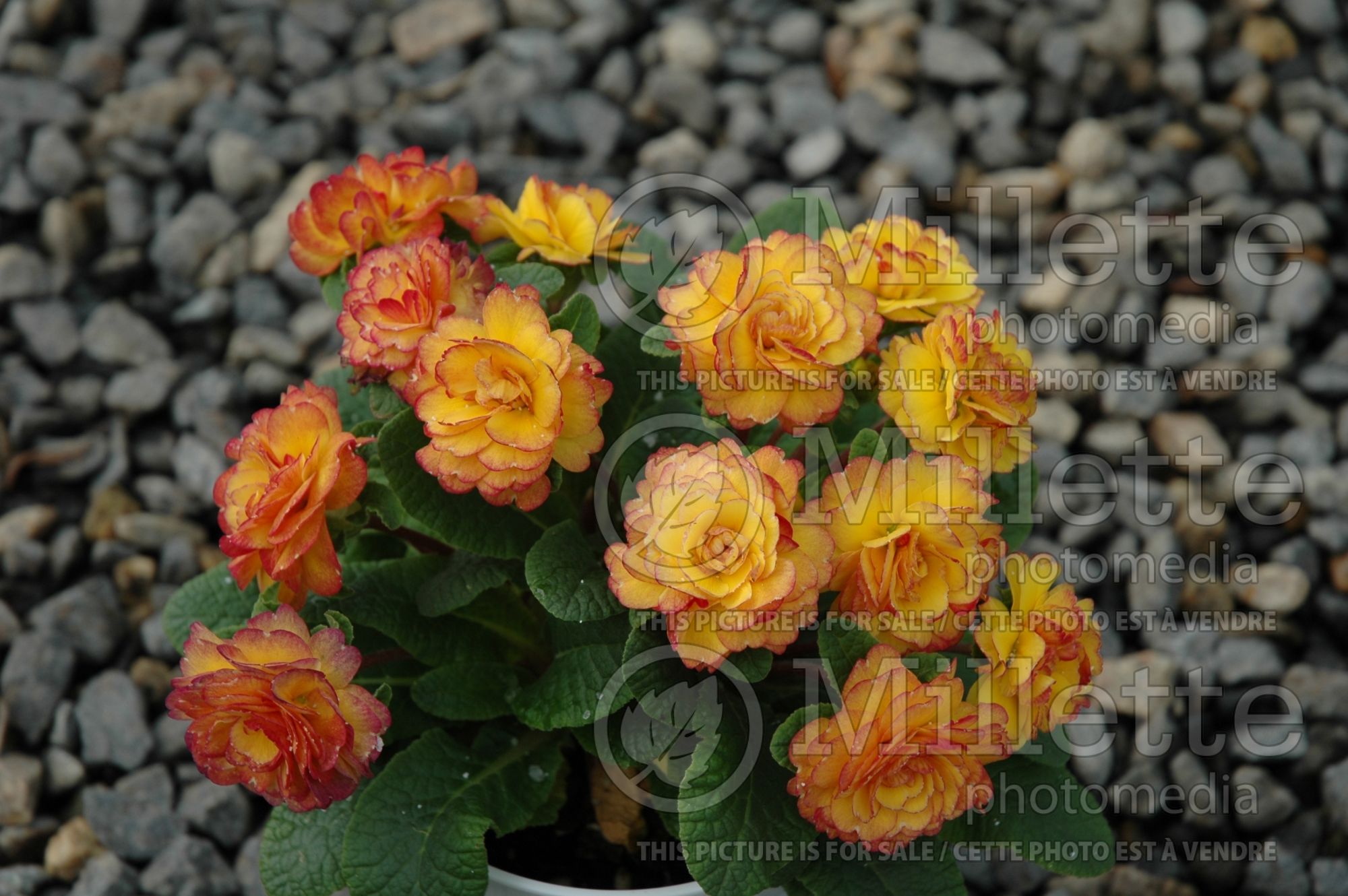 Primula Belarina Nectarine (Primrose) 13