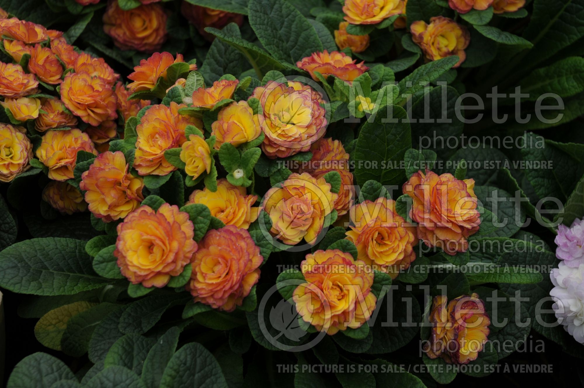 Primula Belarina Nectarine (Primrose) 8