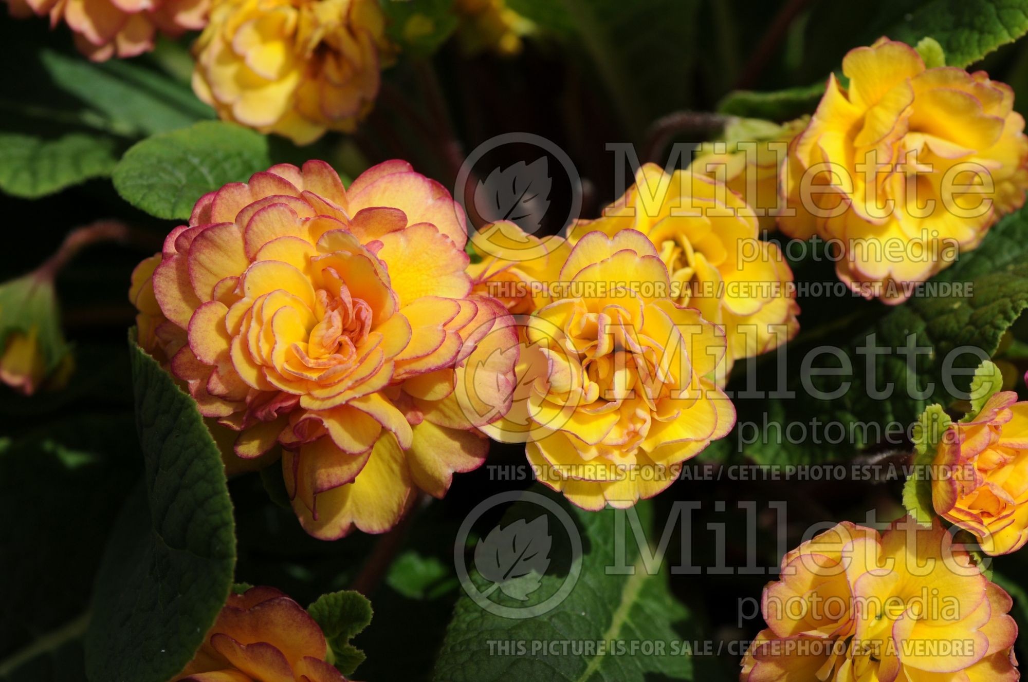 Primula Belarina Nectarine (Primrose) 10