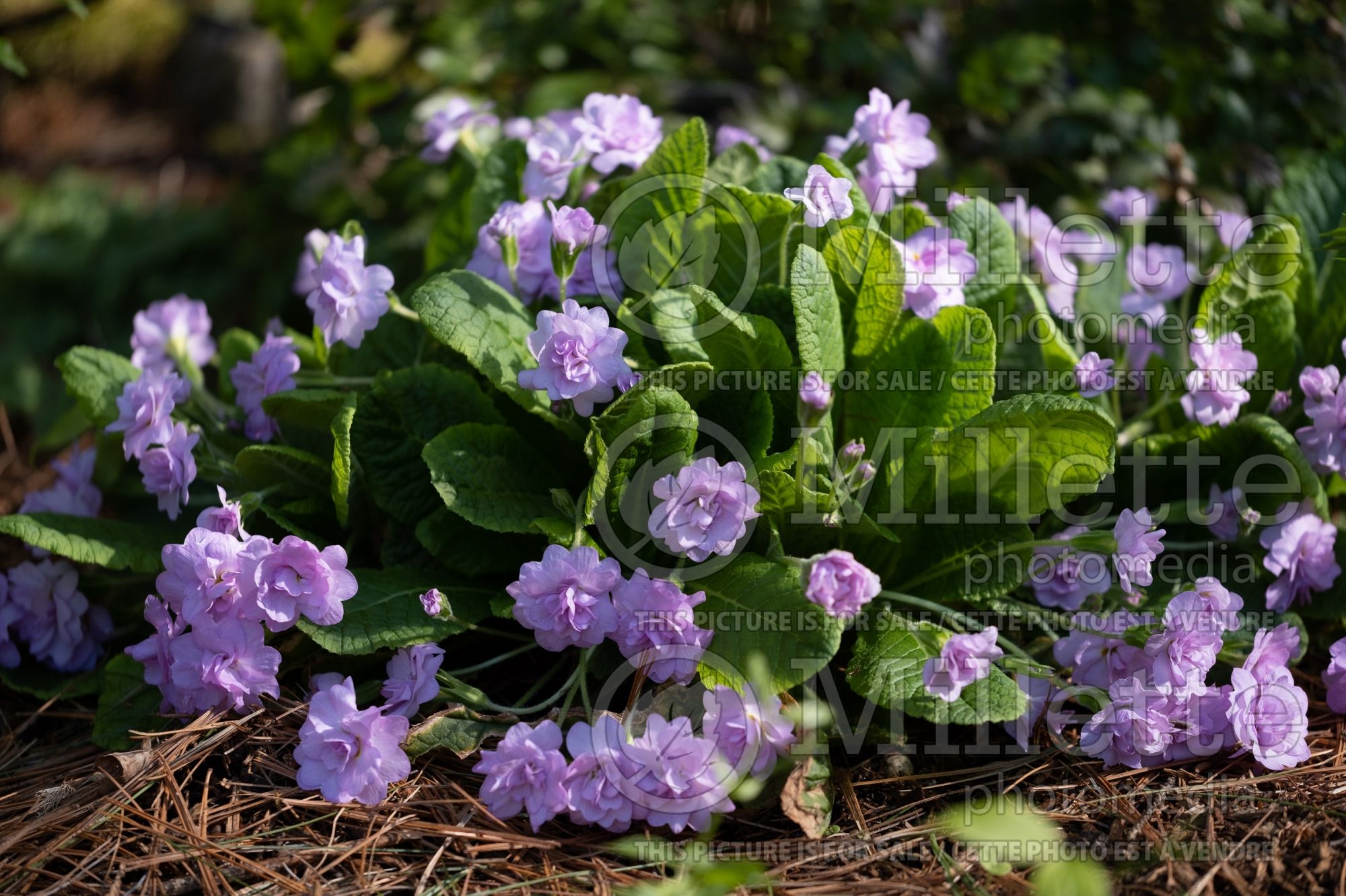 Primula Quaker's Bonnet (Primrose) 2