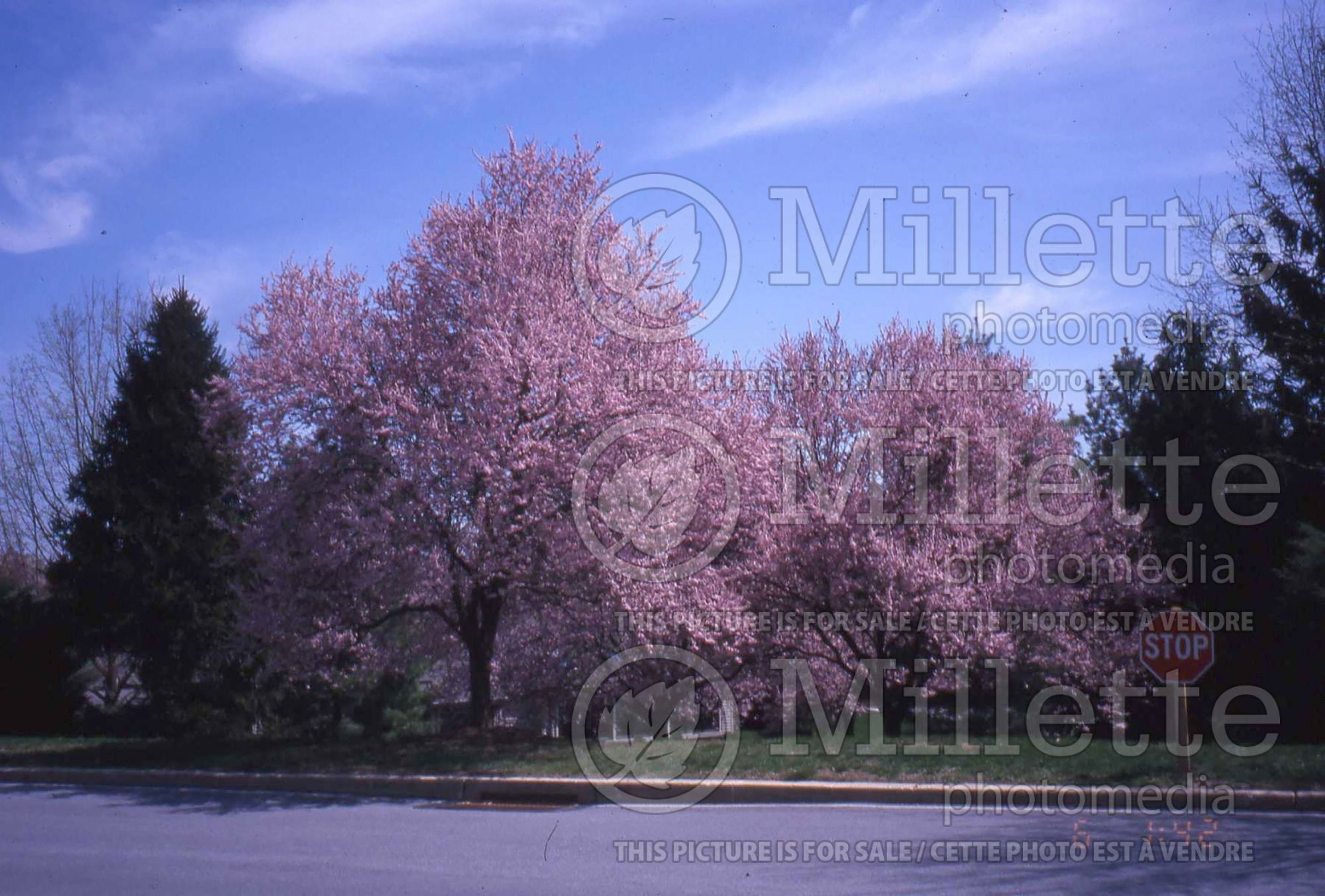 Prunus Okame (Flowering cherry trees) 2