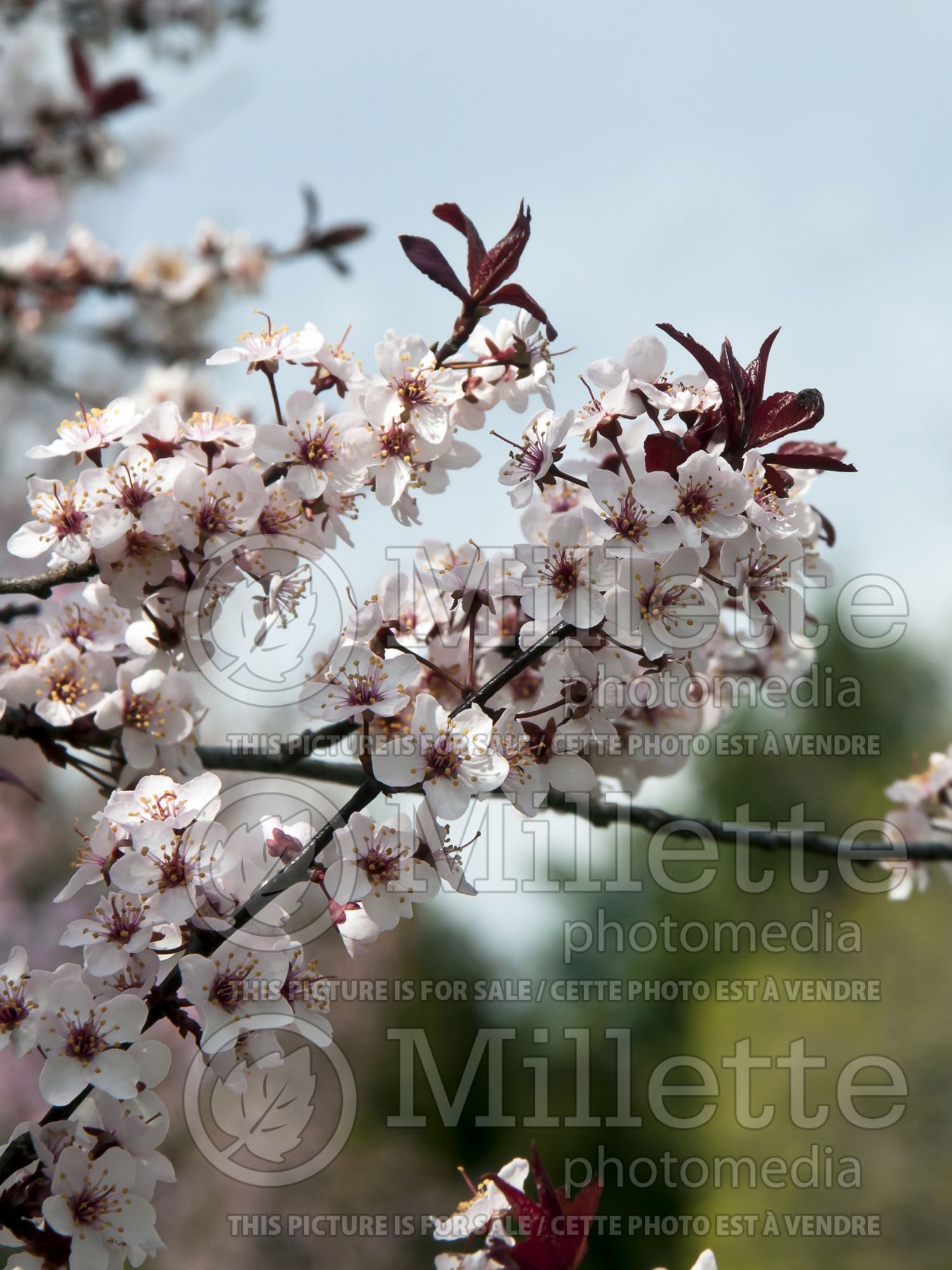 Prunus Newport (cherry plum tree) 3