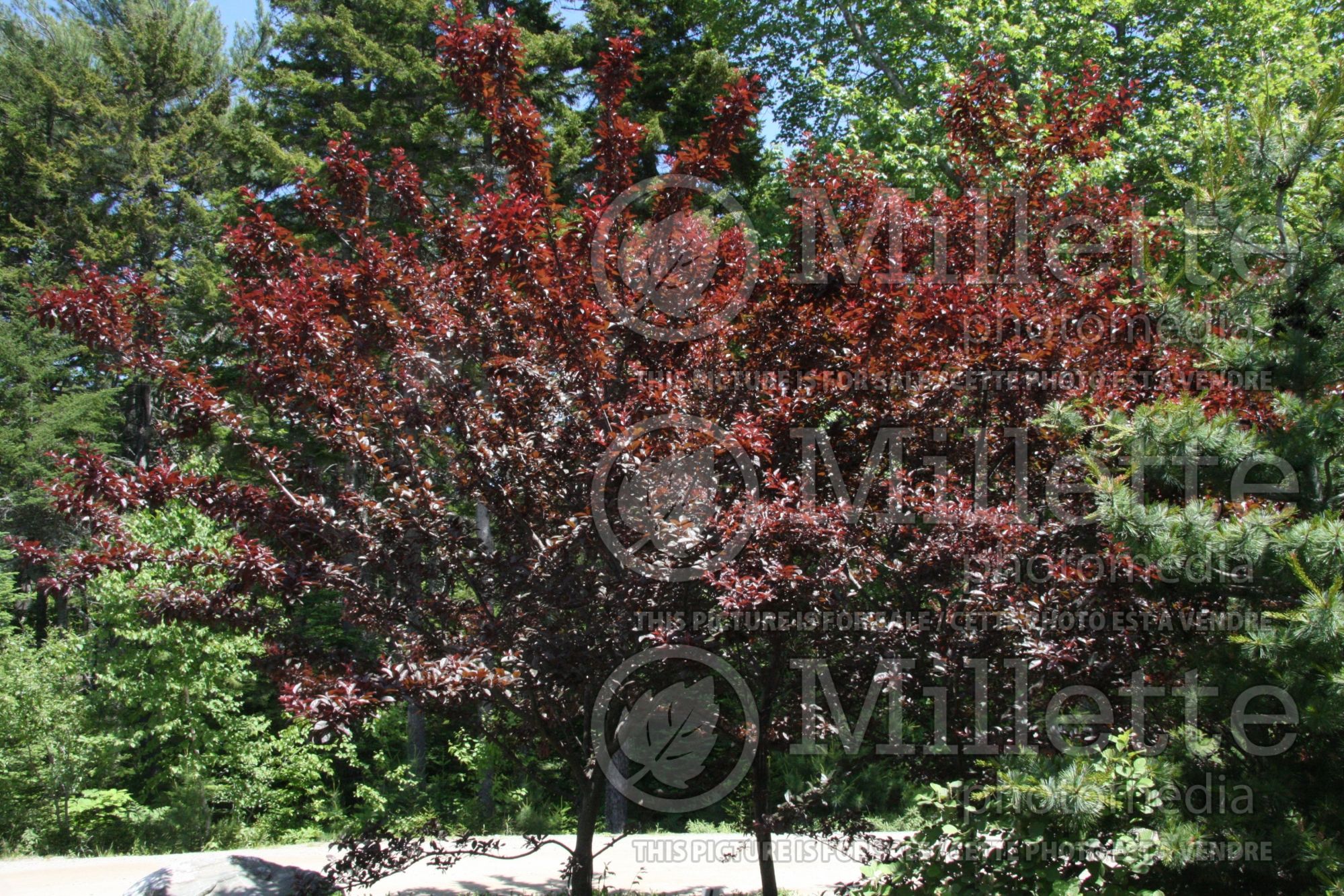 Prunus Newport (cherry plum tree) 4