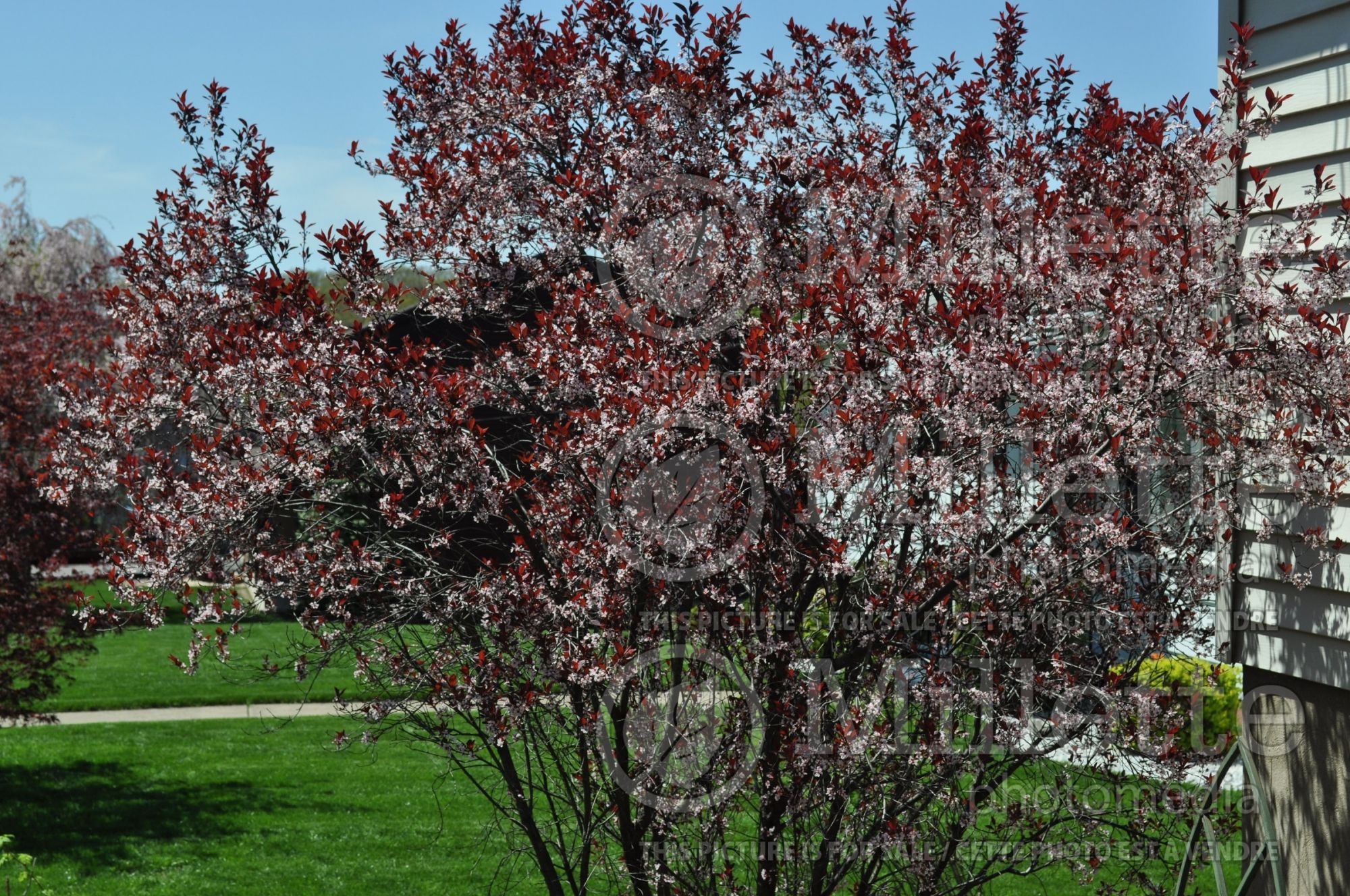 Prunus Newport (cherry plum tree) 6