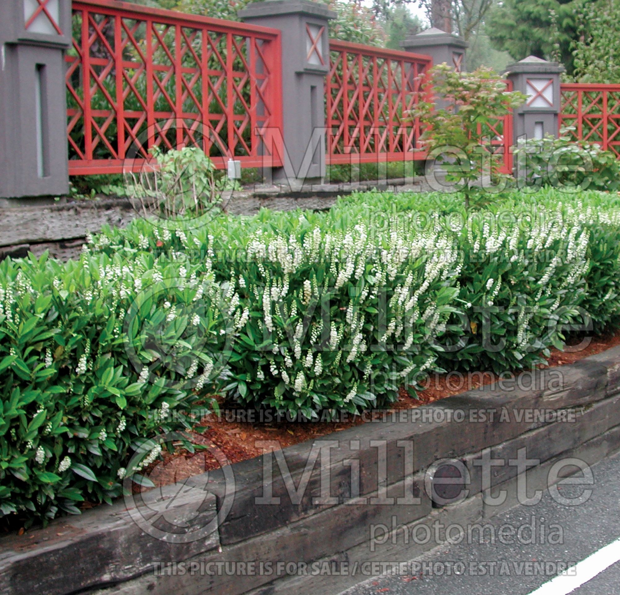 Prunus - Laurel hedge 1