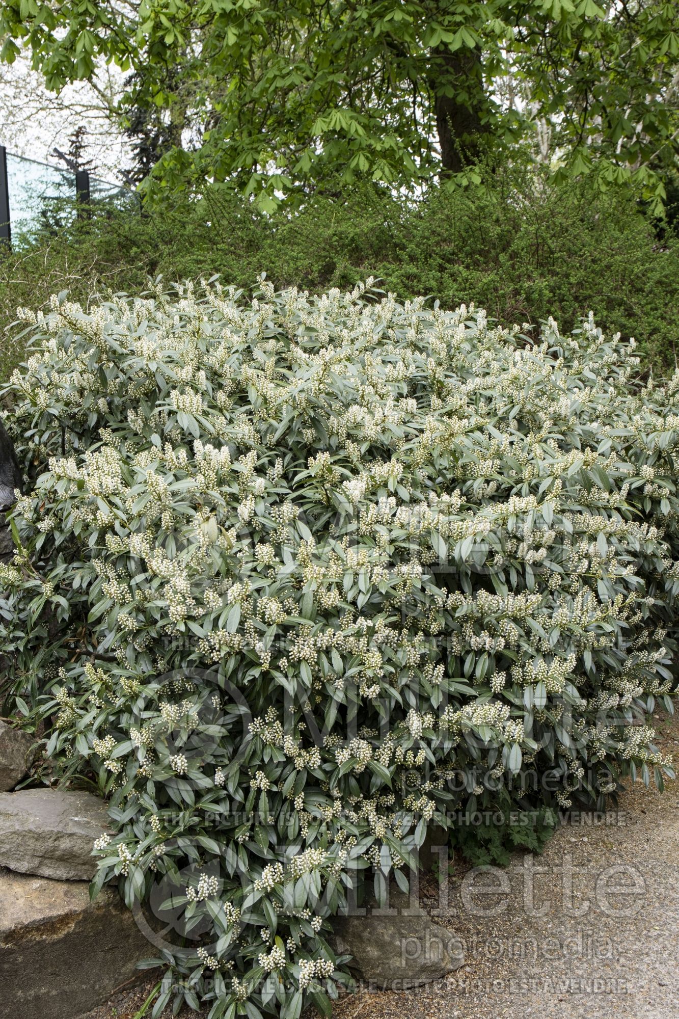 Prunus Otto Luyken (cherry laurel) 1