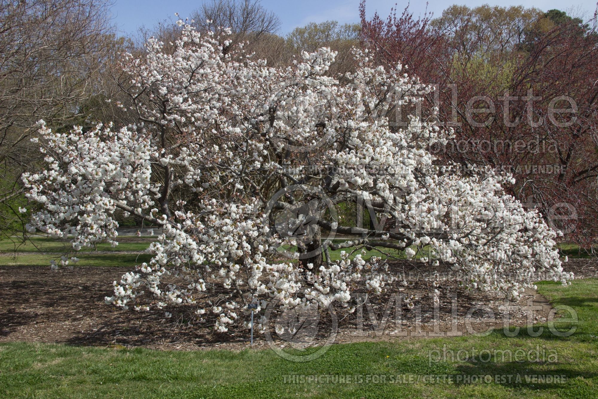 Prunus Mount Fuji aka Shirotae (cherry laurel) 1