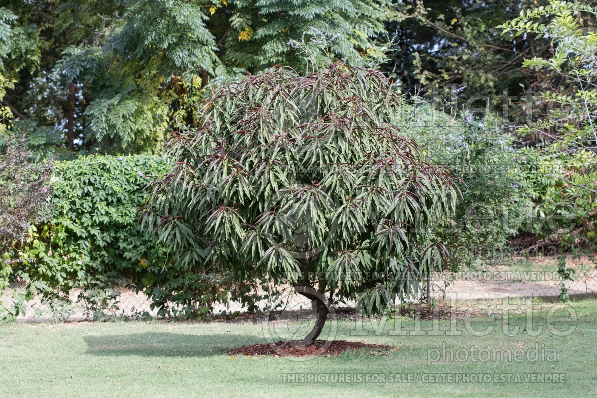 Prunus Bonfire (Peach tree) 6