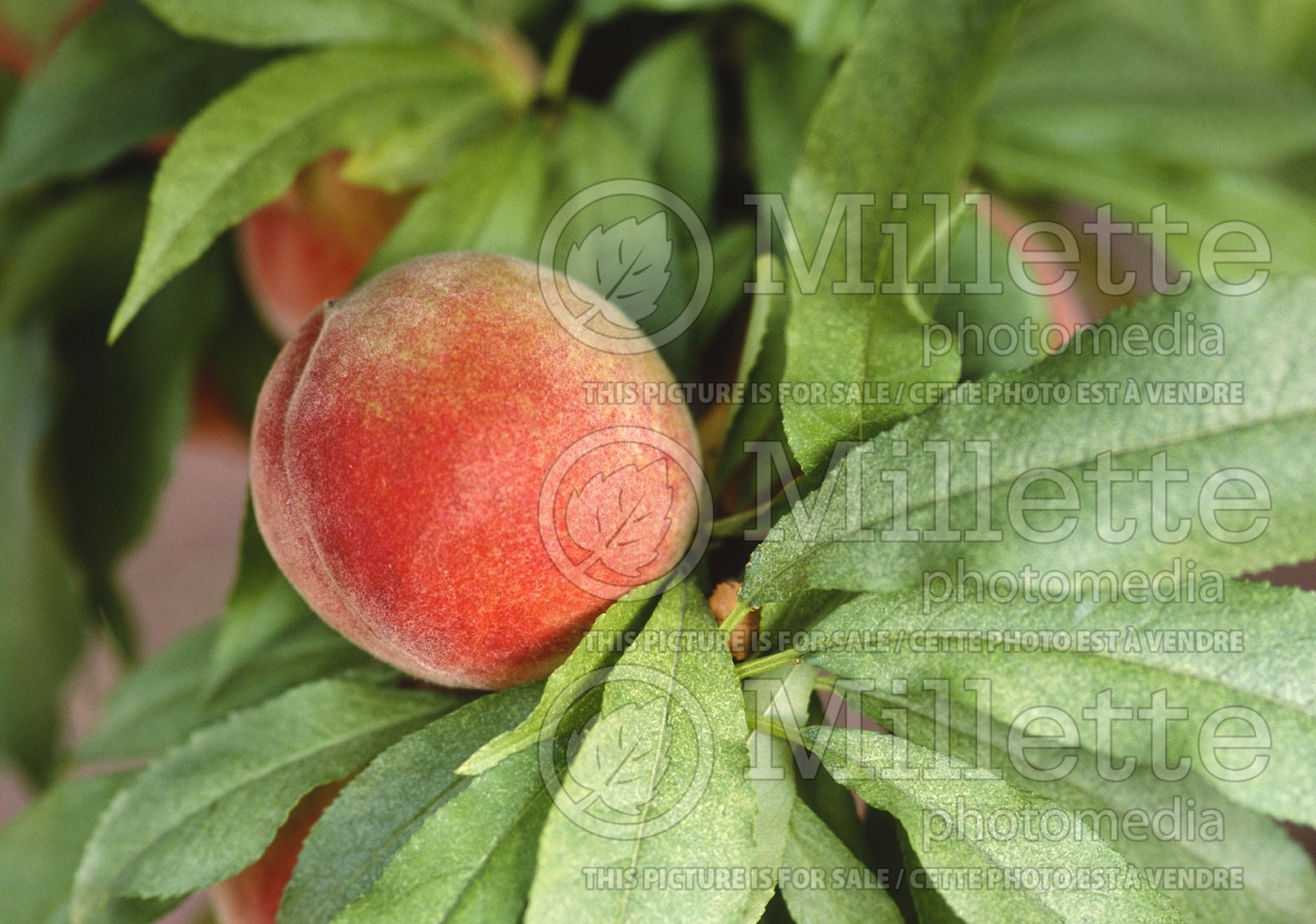 Prunus Honey Babe (Peach tree fruit – pêche) 4