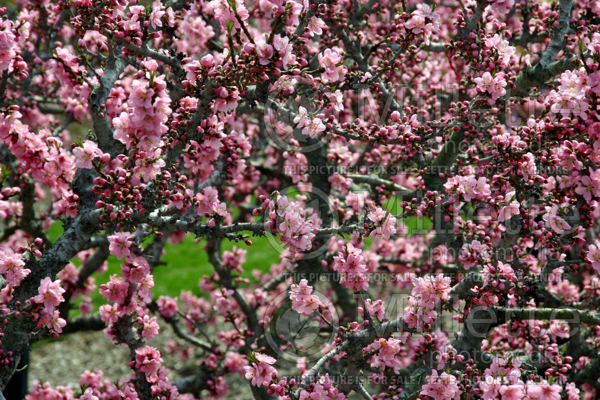 Prunus Honey Babe (Peach tree) 1