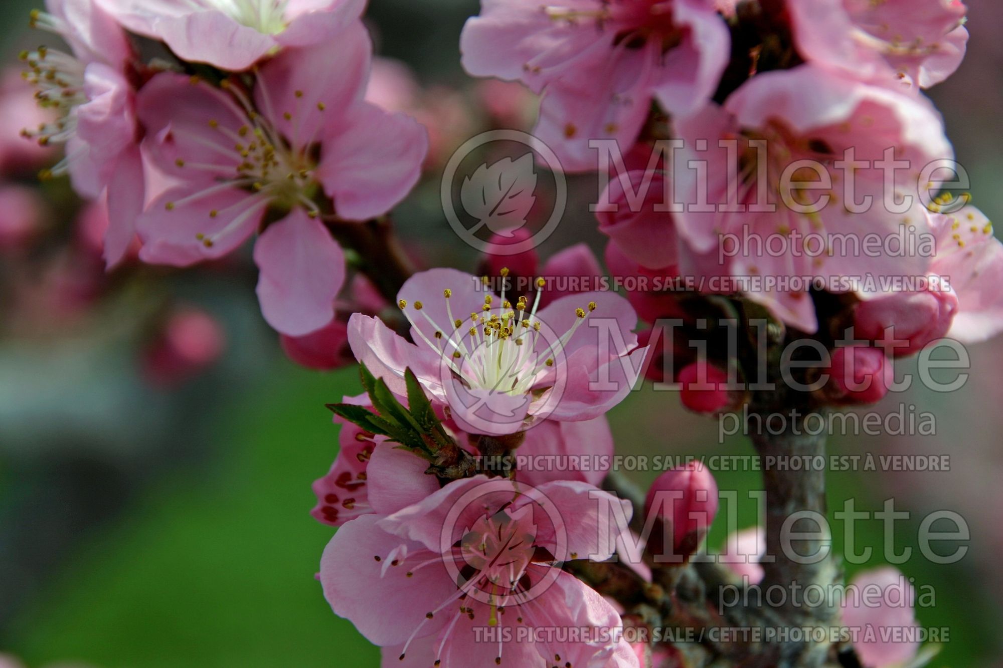 Prunus Honey Babe (Peach tree) 2