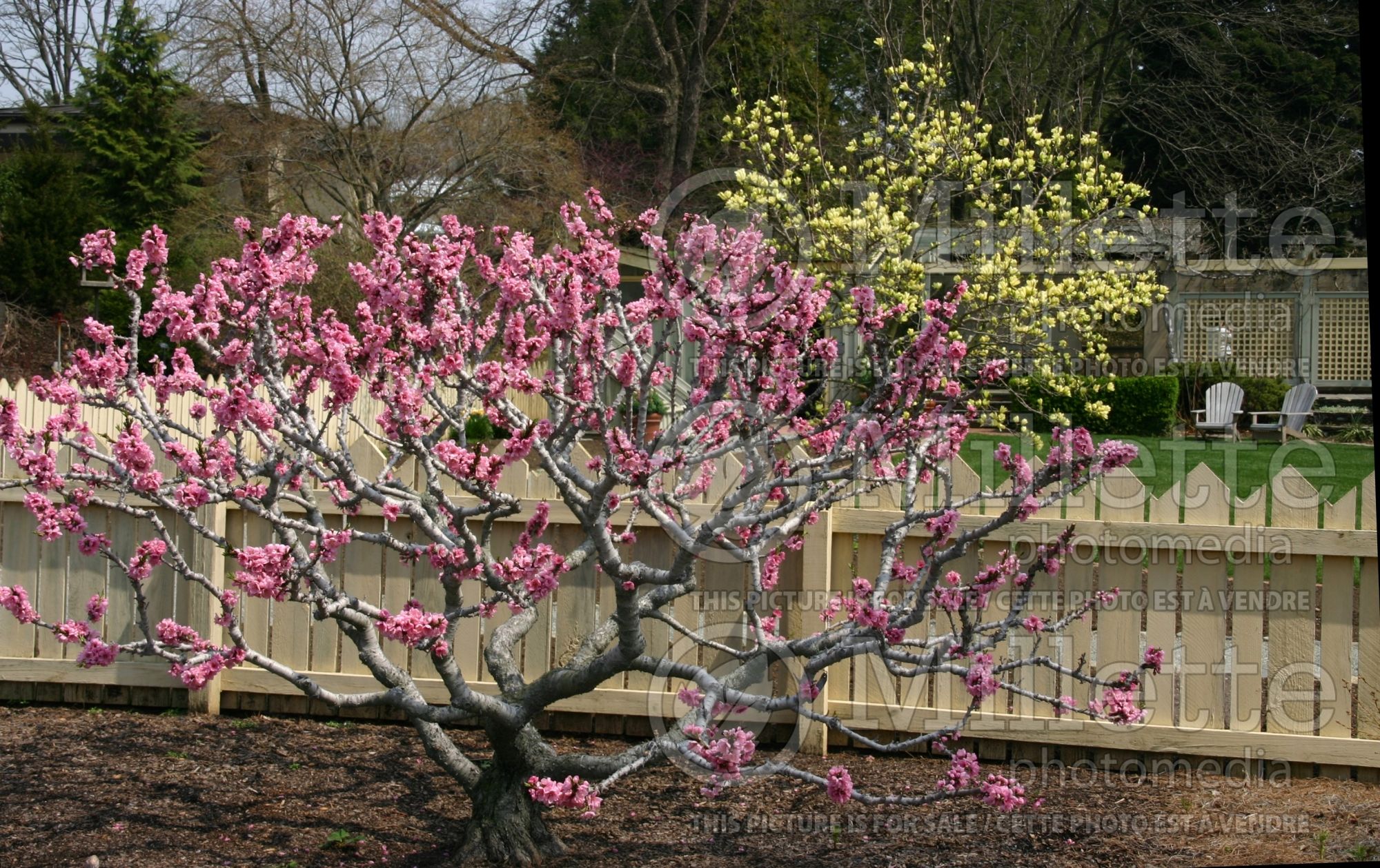 Prunus Honey Babe (Peach tree) 3