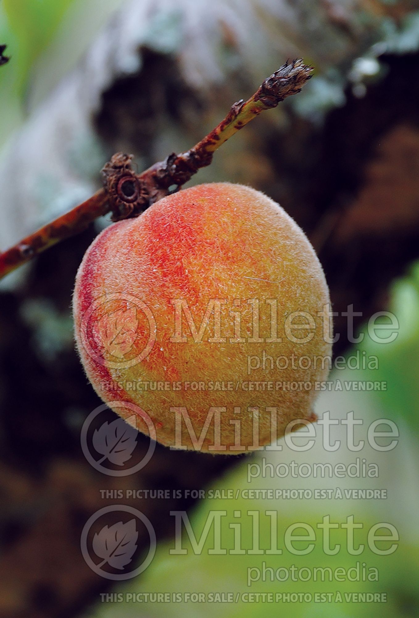 Prunus June Gold (peach-nectarine) 1