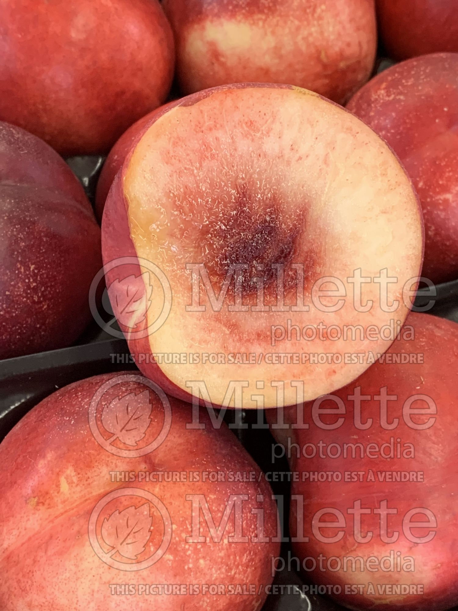 Prunus Roussillon (peach-nectarine) 2