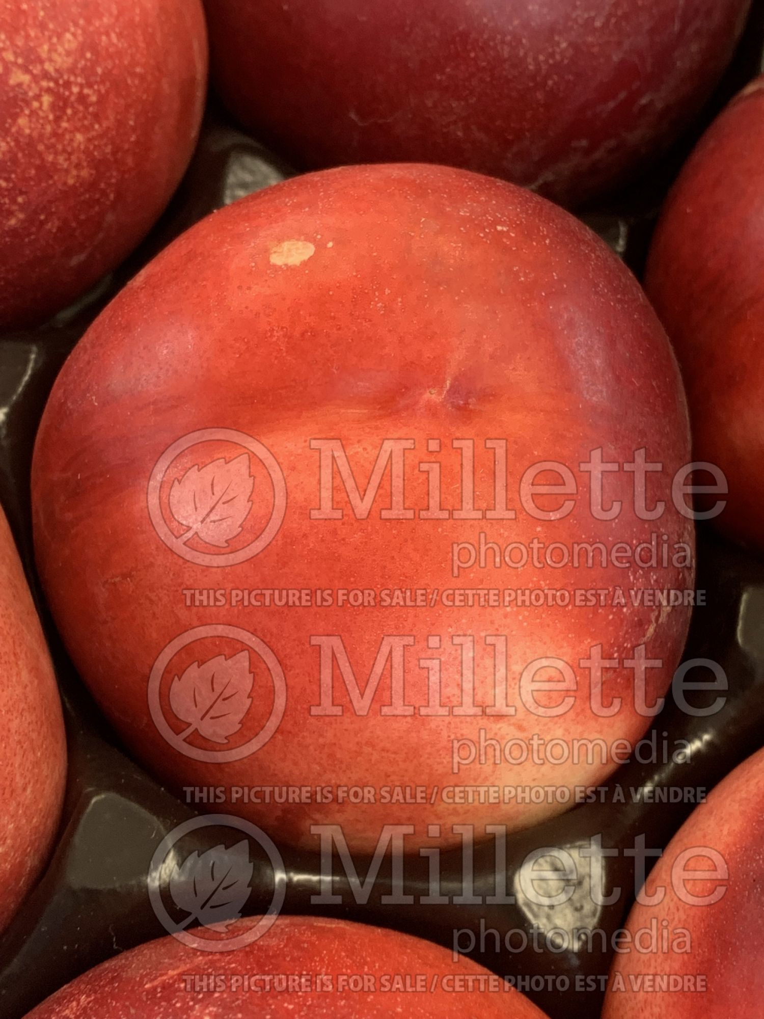 Prunus Roussillon (peach-nectarine) 1