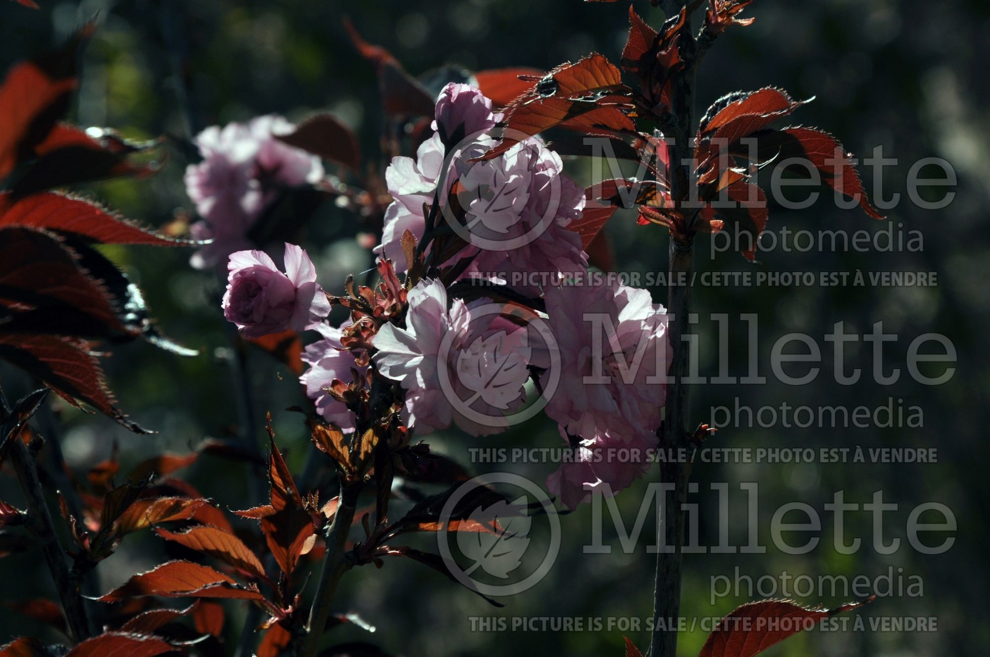 Prunus Royal Burgundy (Chokecherry Cherry tree) 4