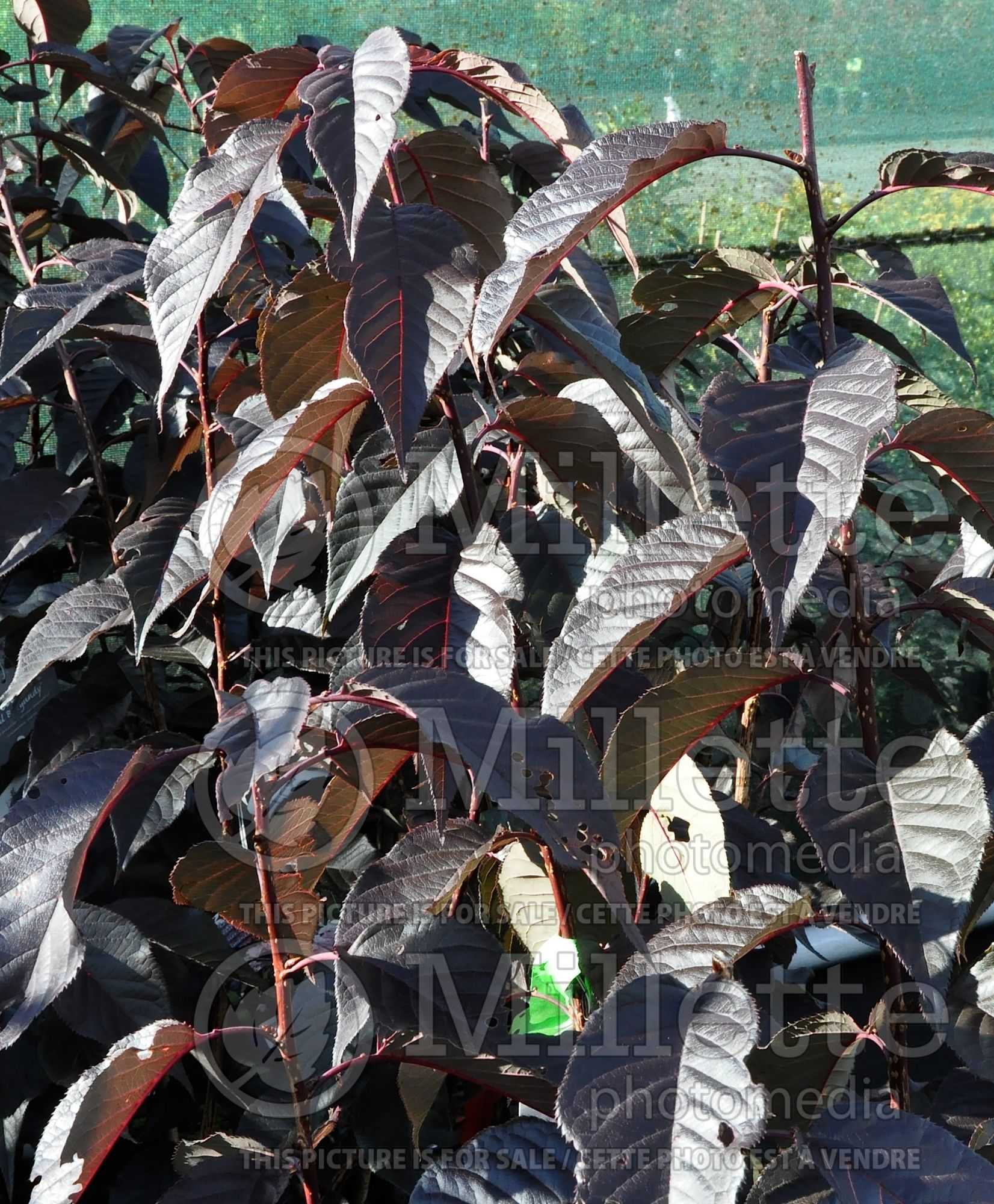 Prunus Royal Burgundy (Chokecherry Cherry tree) 5