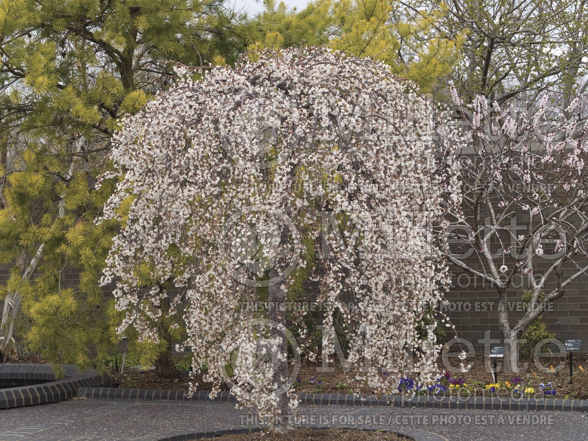 Prunus Snow Fountain aka White Fountain aka Snowfozam (Weeping Cherry tree) 7