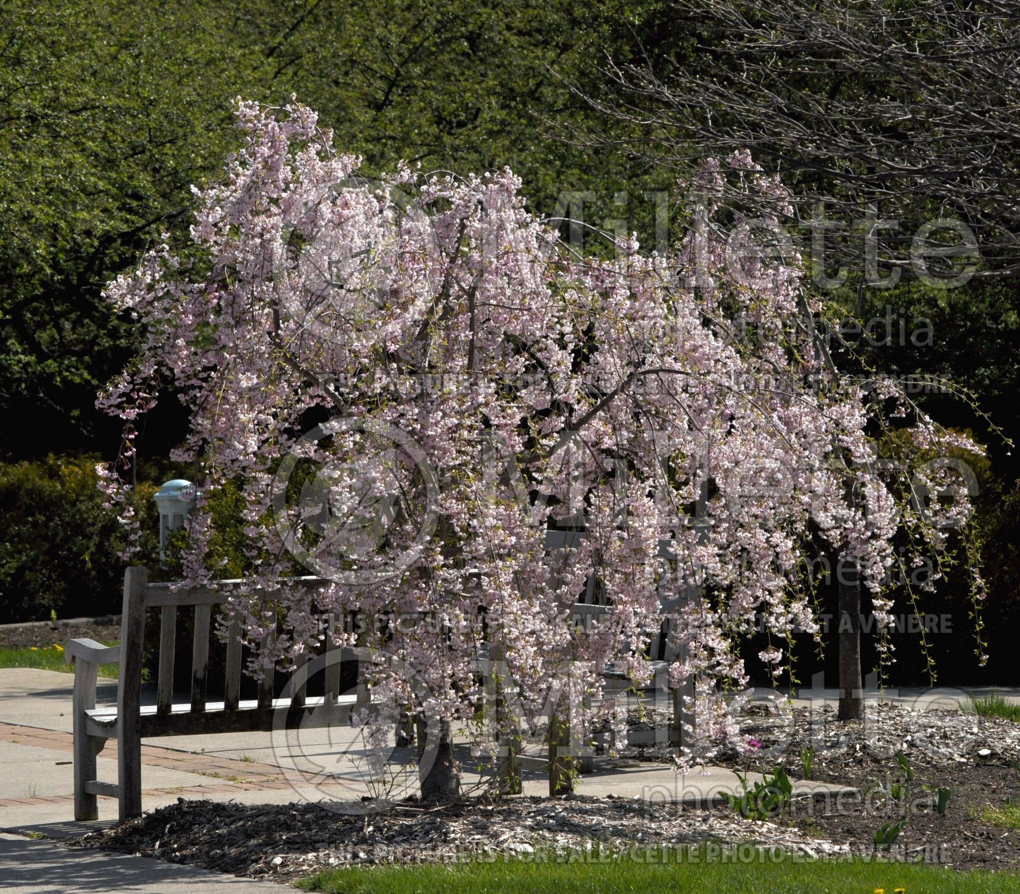 Prunus subhirtella (higan cherry) 1