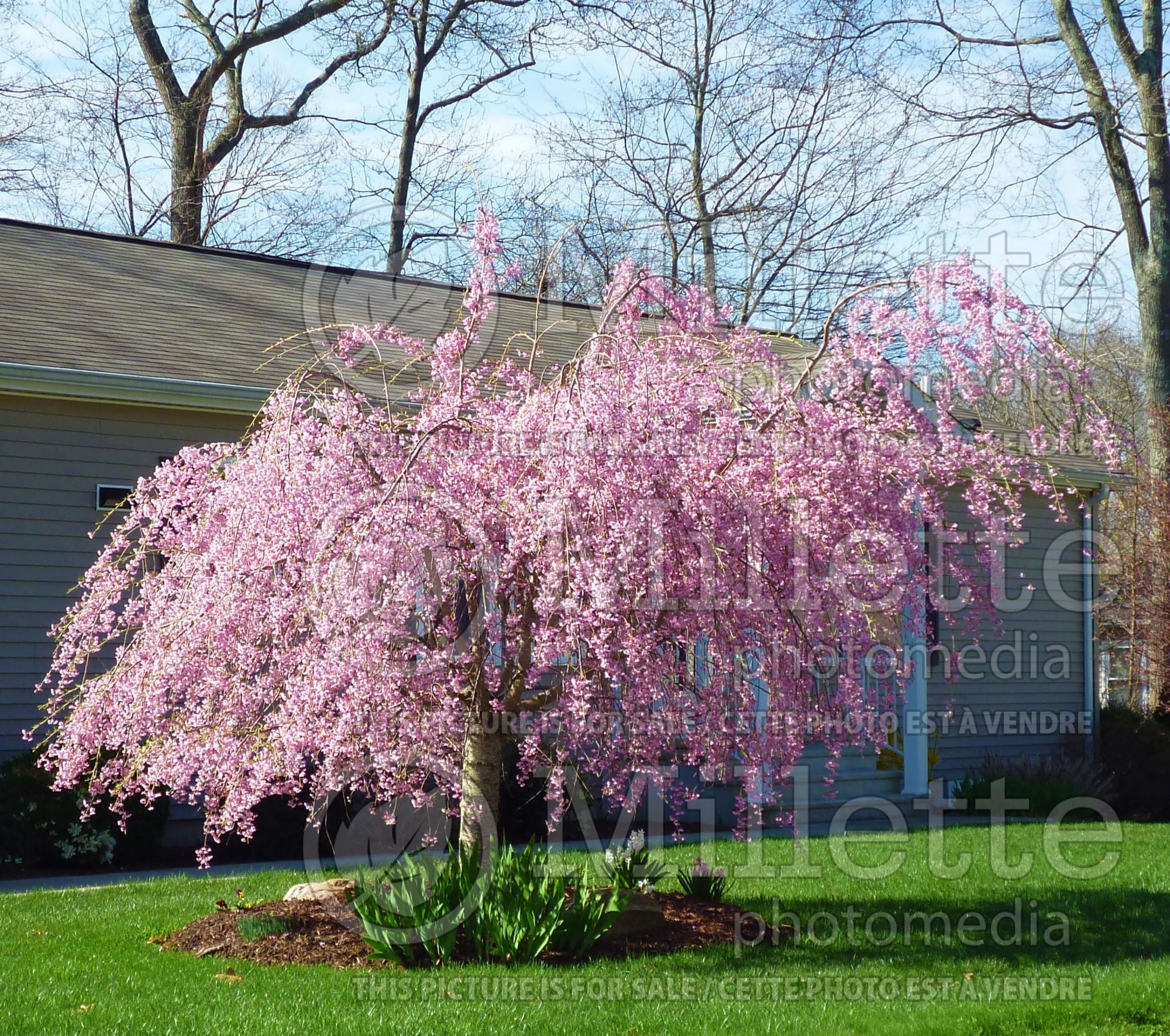 Prunus Pendula Flora Plena (weeping cherry tree) 1