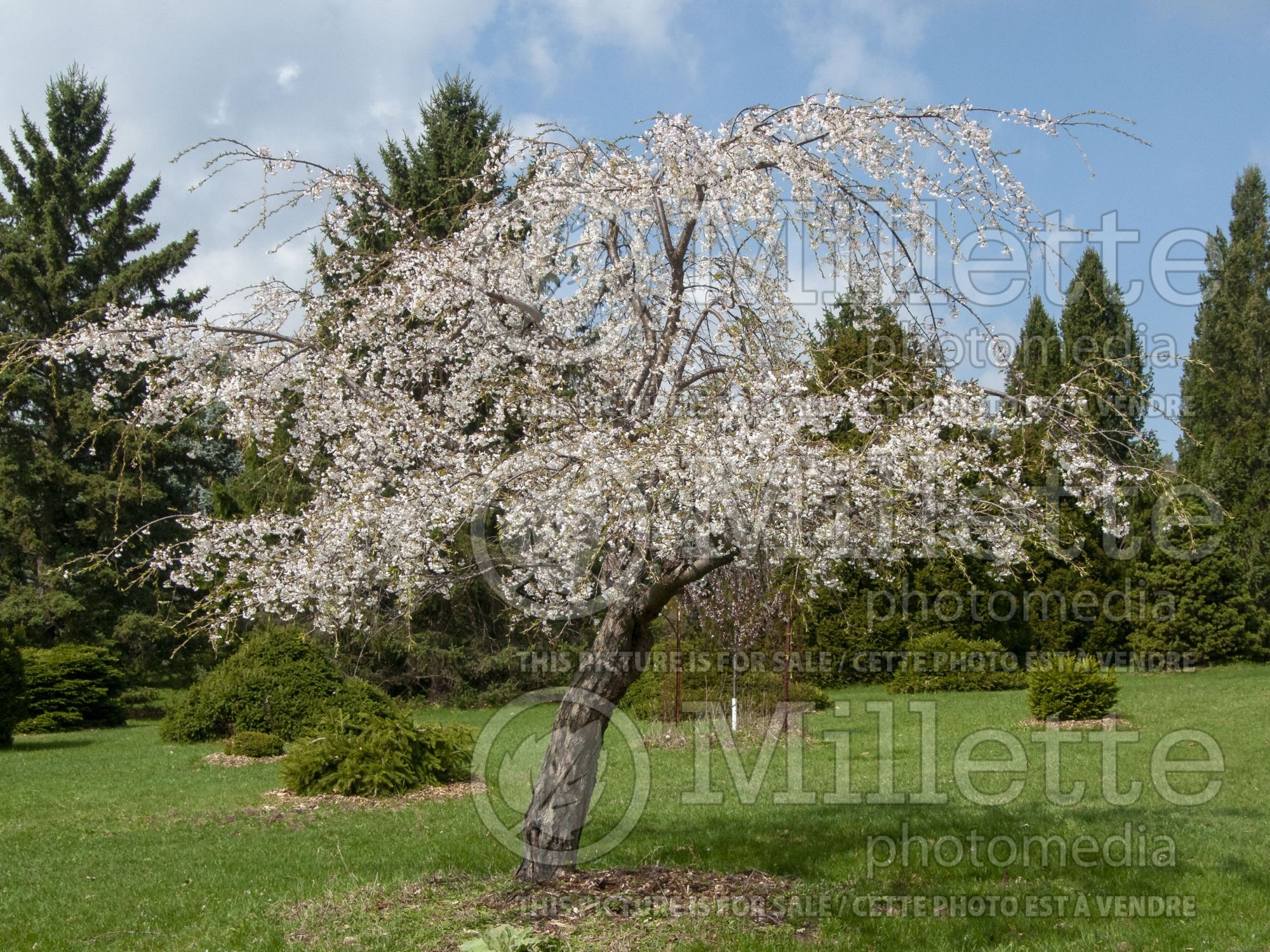 Prunus yedoensis (Yoshino cherry tree) 6