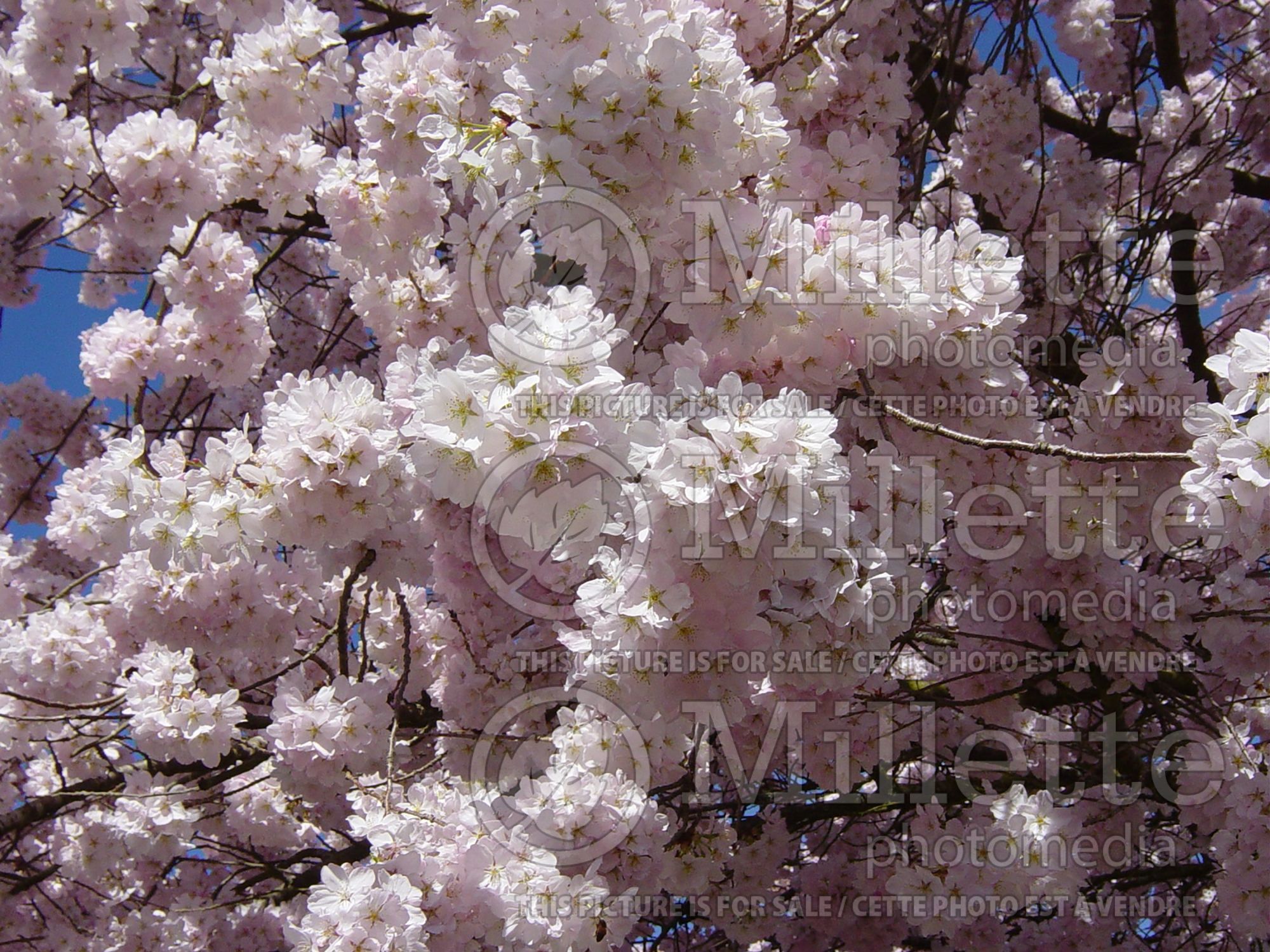 Prunus yedoensis (Yoshino cherry tree) 5