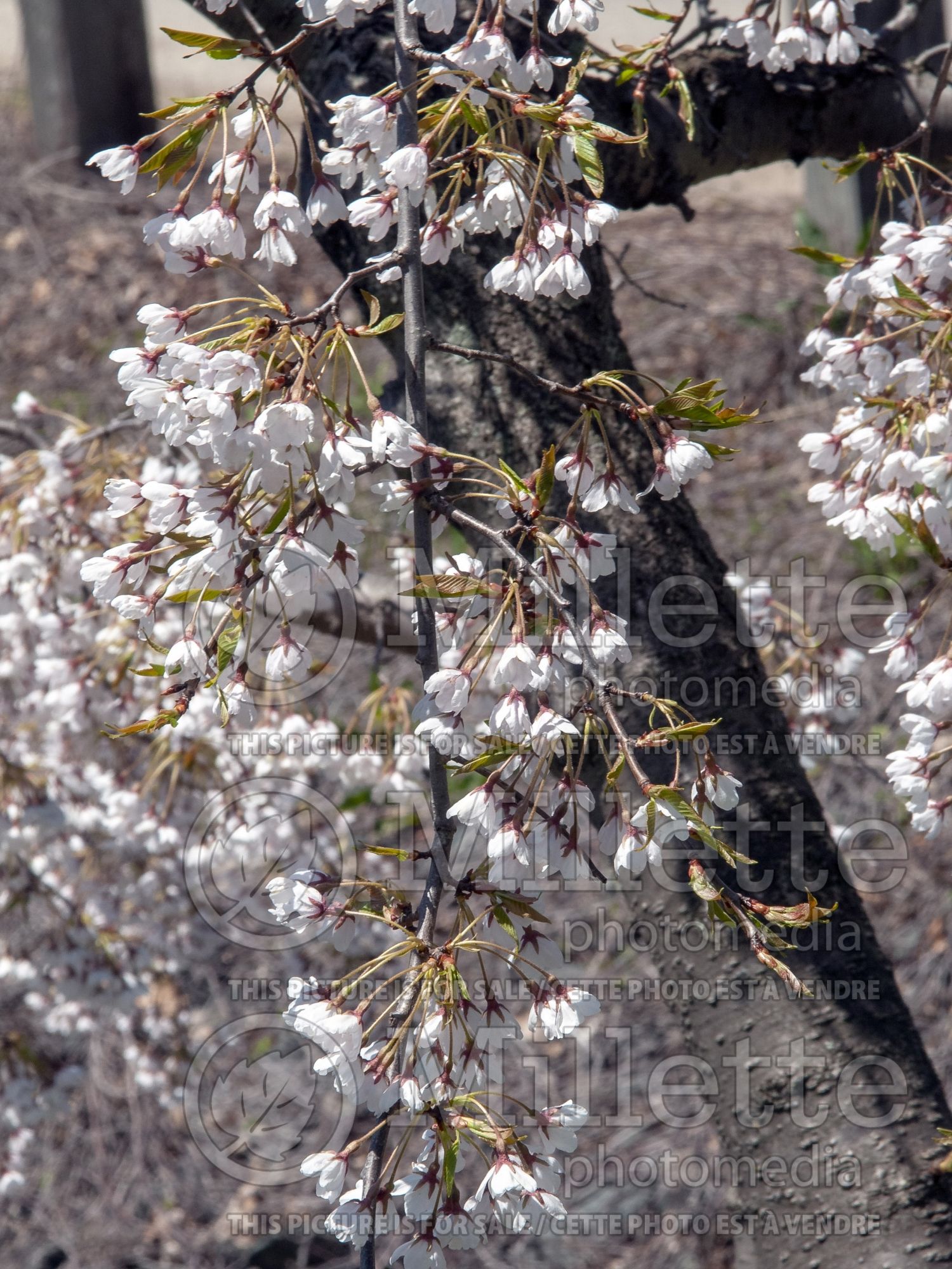 Prunus Shidare-Yoshino (Yoshino cherry tree) 3
