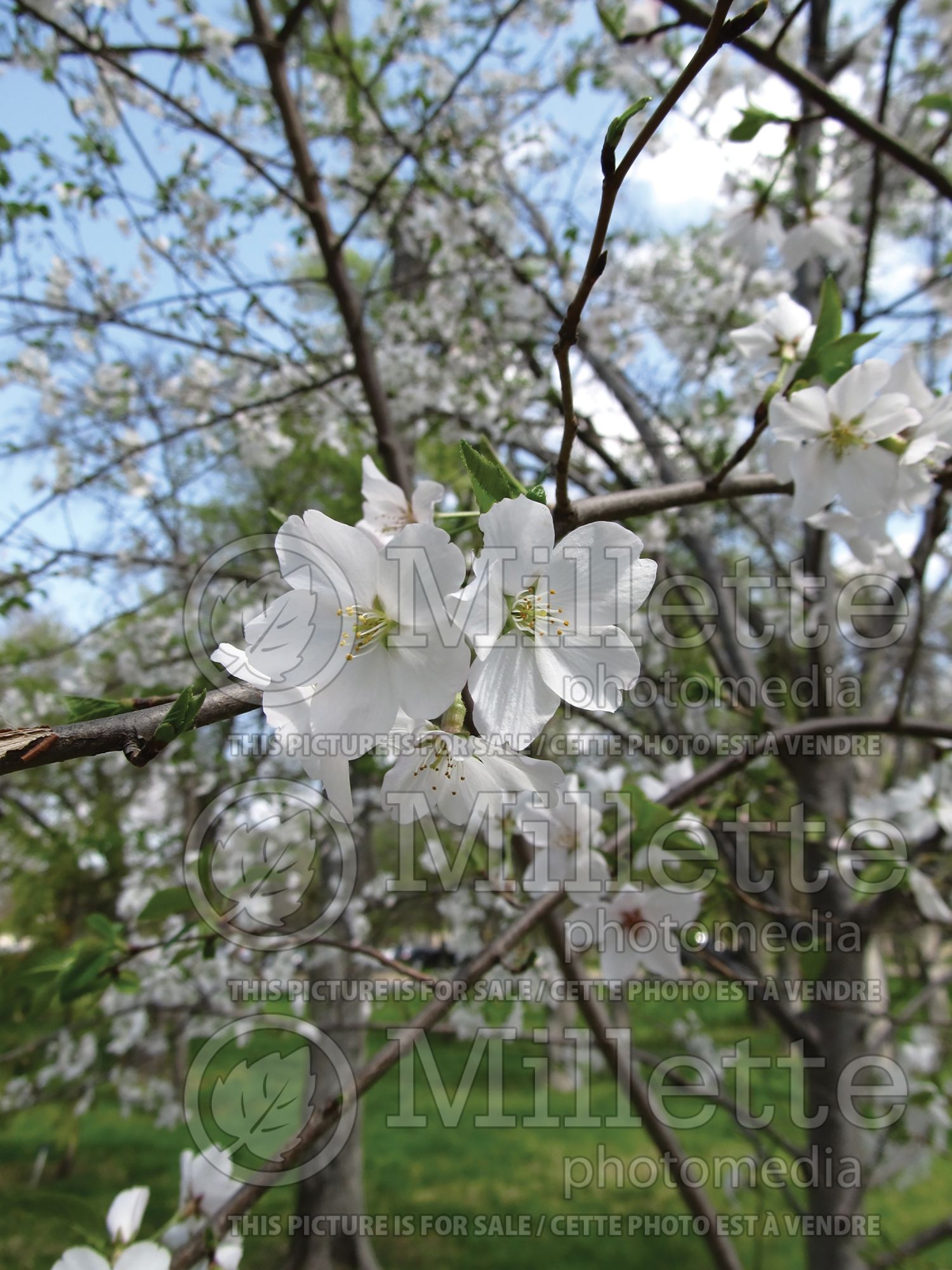 Prunus yedoensis (Yoshino cherry tree) 9