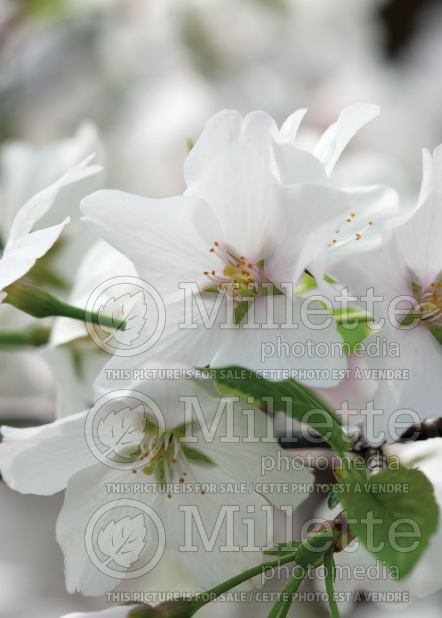 Prunus yedoensis (Yoshino cherry tree) 10