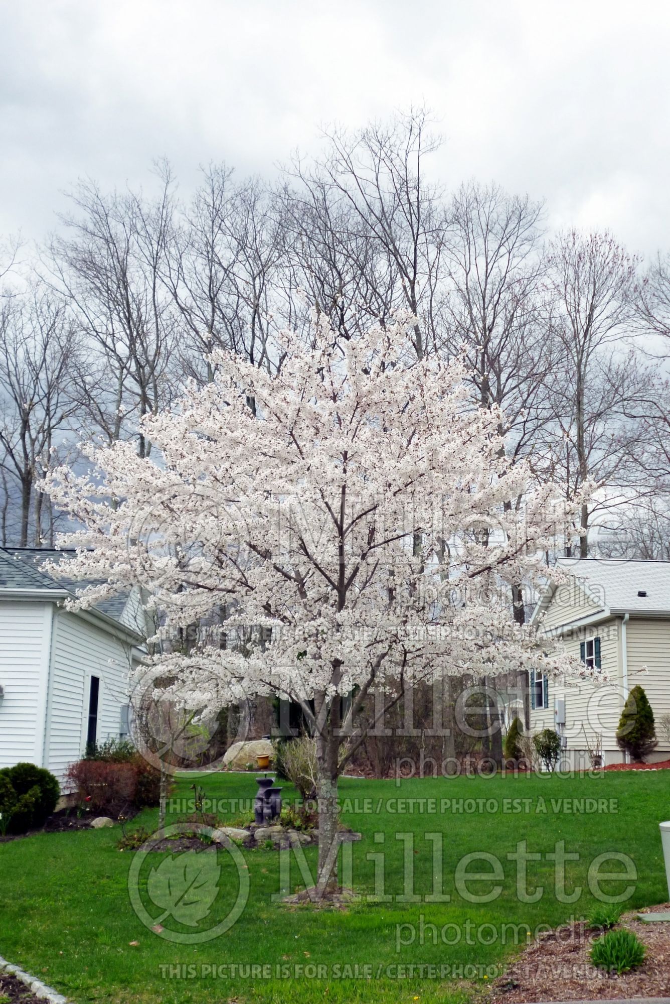 Prunus yedoensis (Yoshino cherry tree) 3