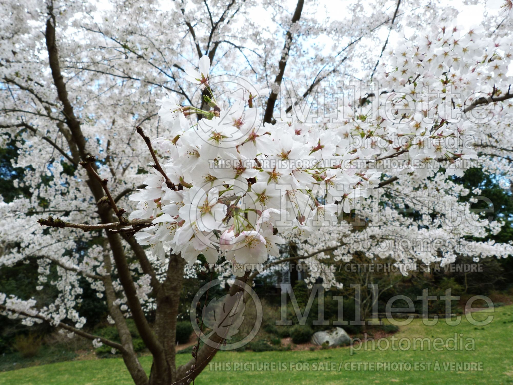Prunus yedoensis (Yoshino cherry tree) 4