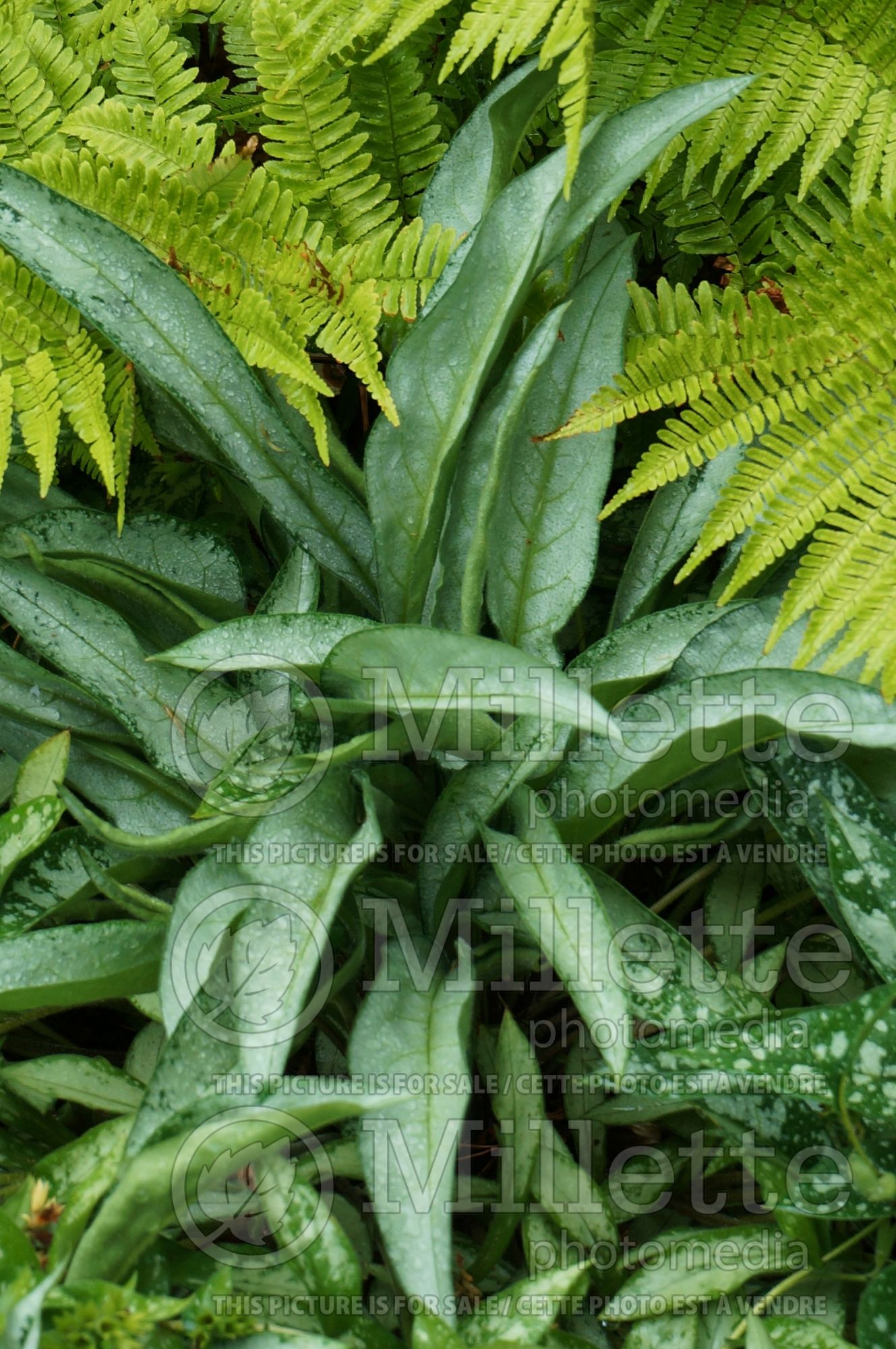 Pulmonaria Samurai (Lungwort) 2