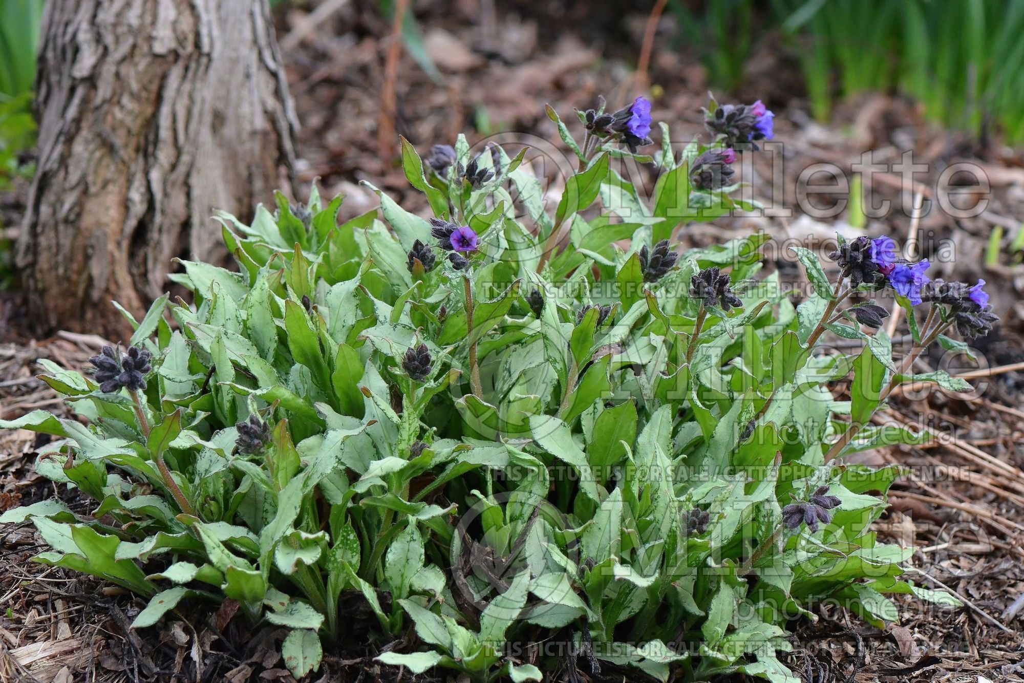 Pulmonaria Samurai (Lungwort) 1