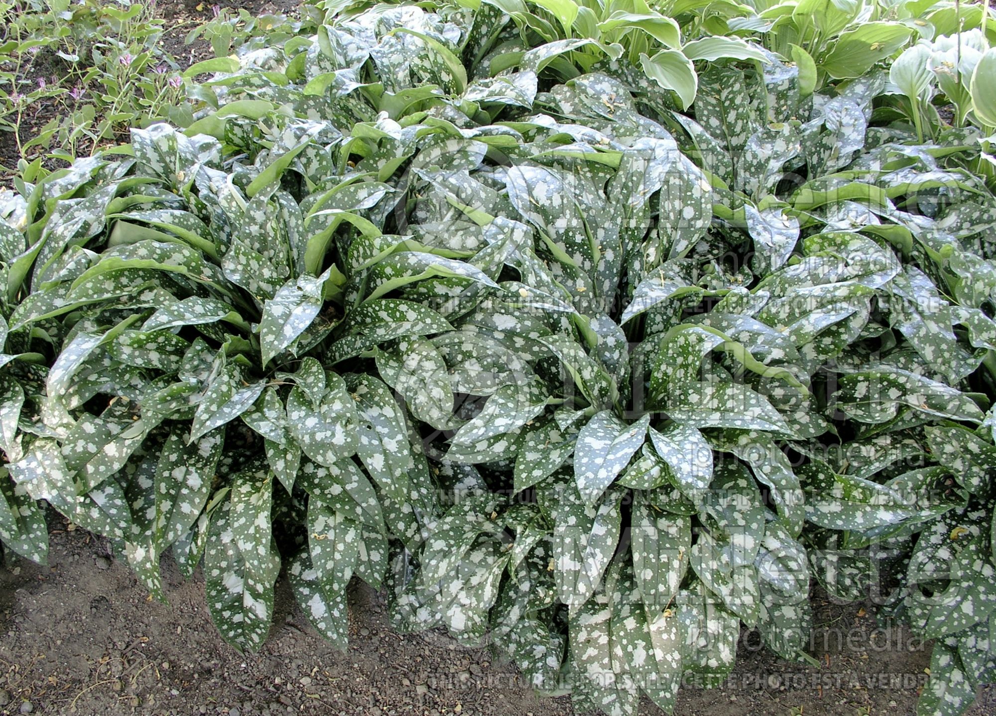 Pulmonaria Trevi Fountain (Lungwort) 5