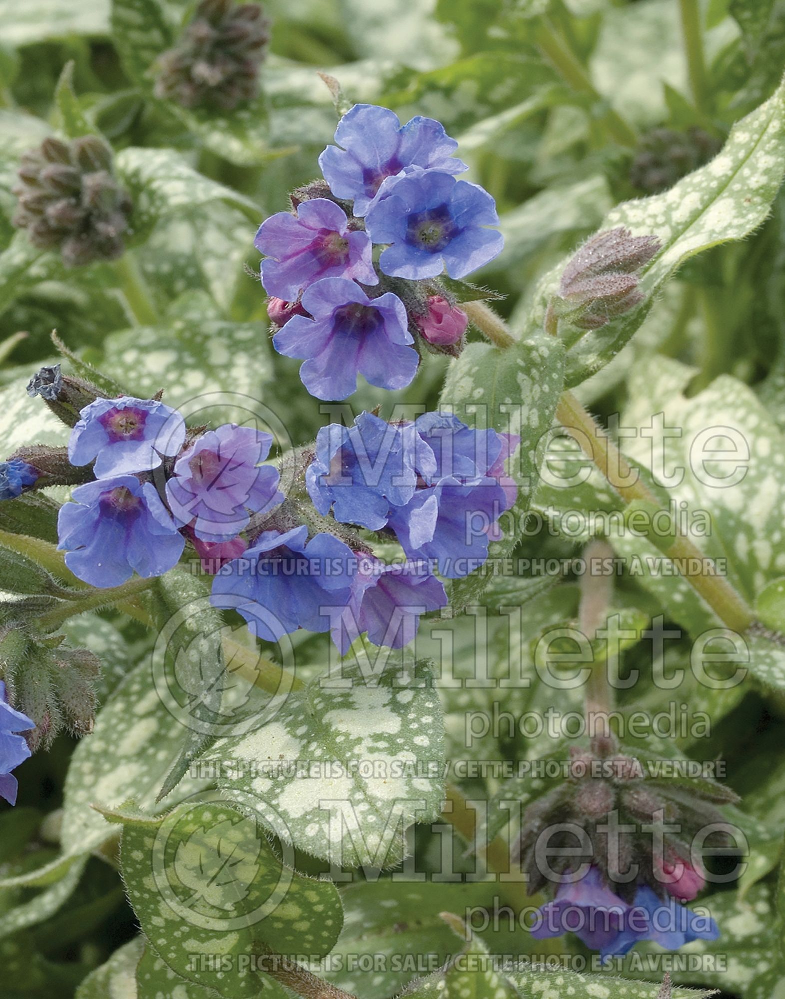 Pulmonaria Trevi Fountain (Lungwort) 6