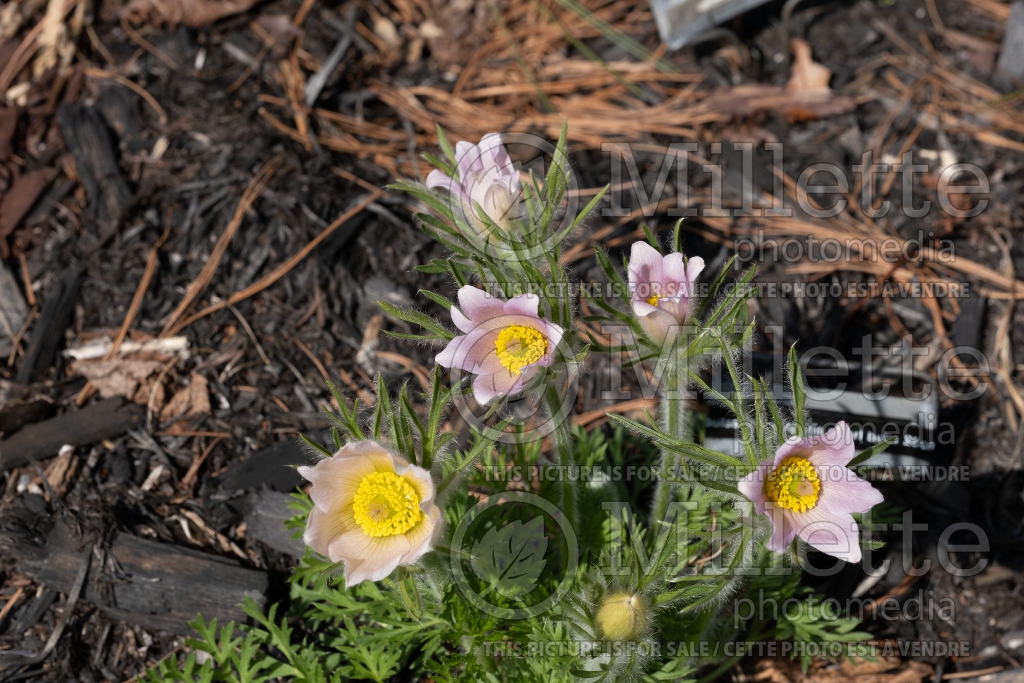 Pulsatilla Pearl Bells (Pasque Flower) 1