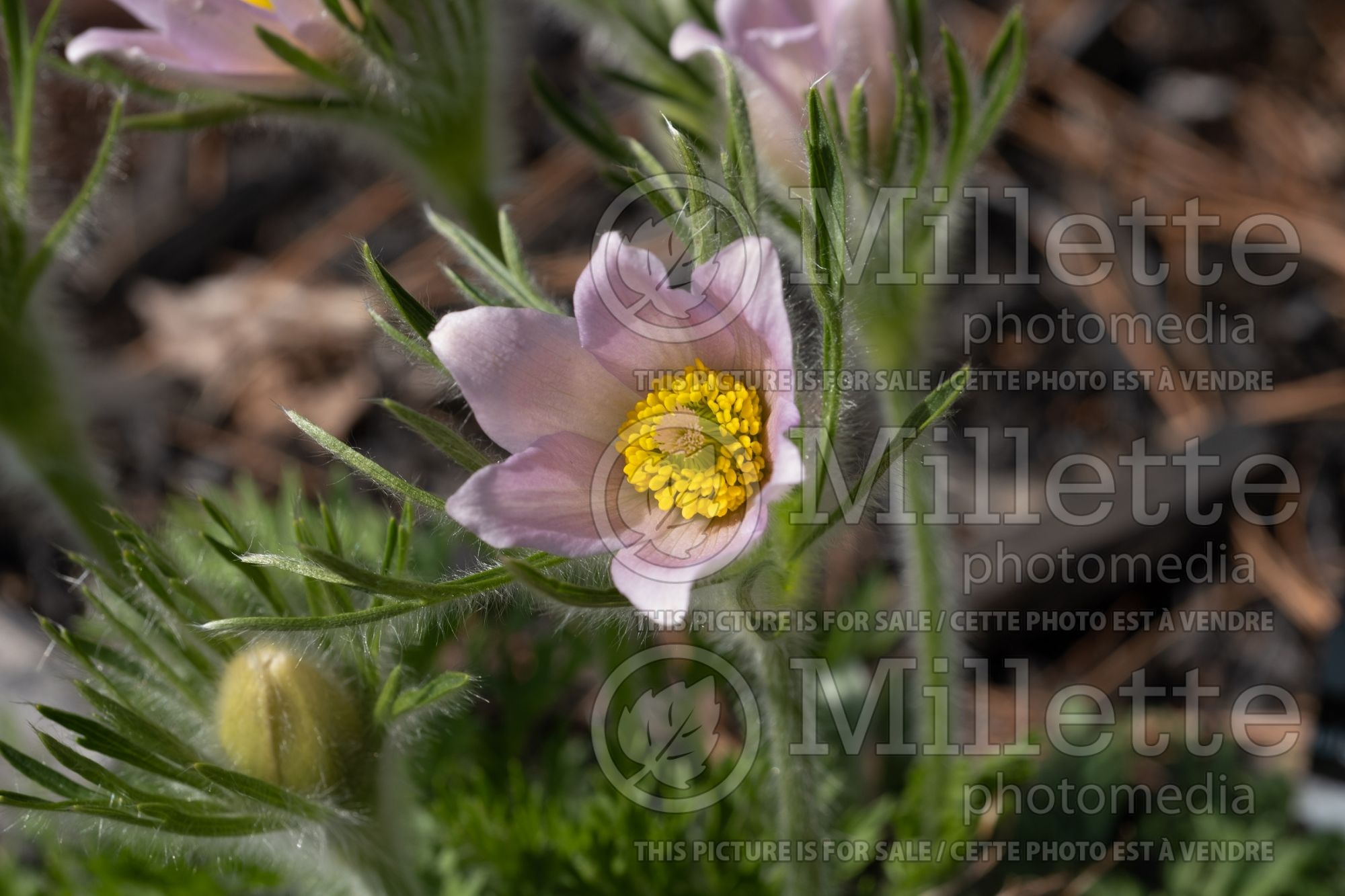 Pulsatilla Pearl Bells (Pasque Flower) 2